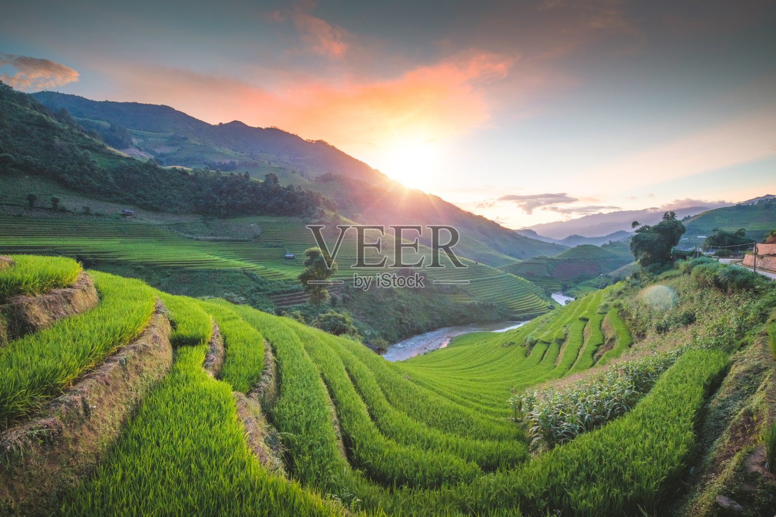 近距离的自然条件，自然景观的绿色田野与牛萨帕越南照片摄影图片