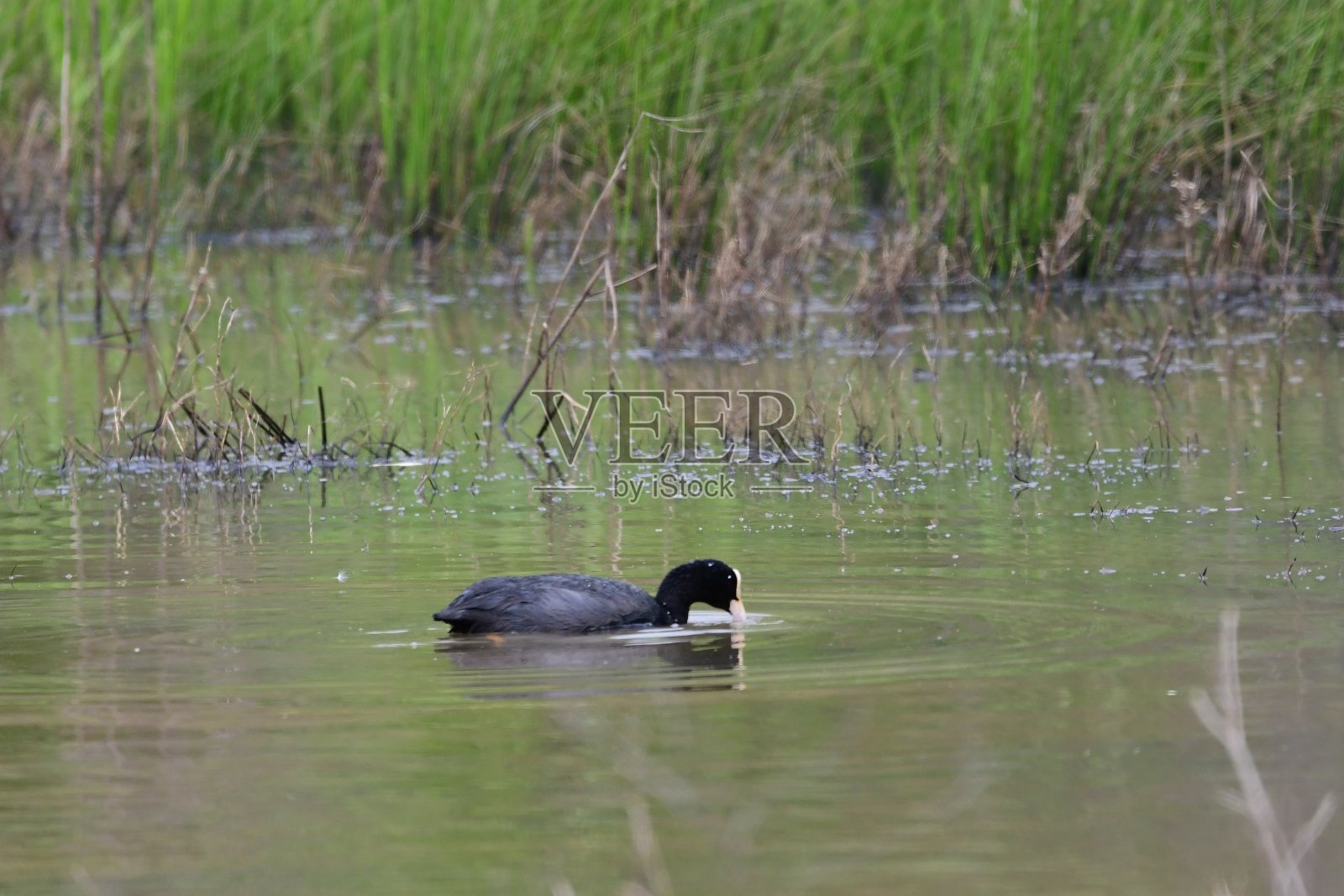 常见的傻瓜照片摄影图片