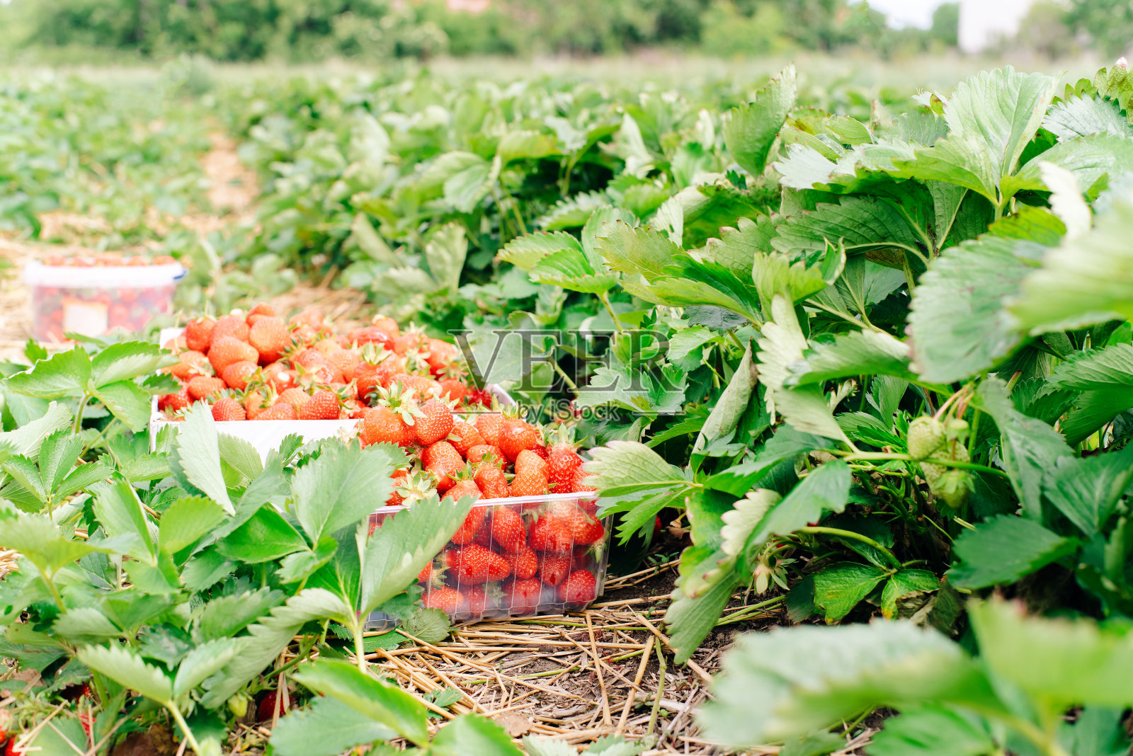 春天,草莓。收获草莓。照片摄影图片