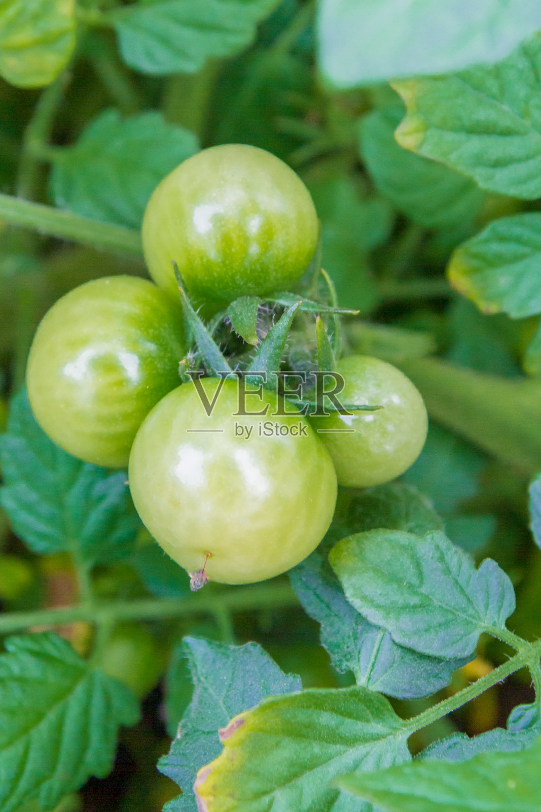 夏天，绿色的小番茄在温室里成熟照片摄影图片