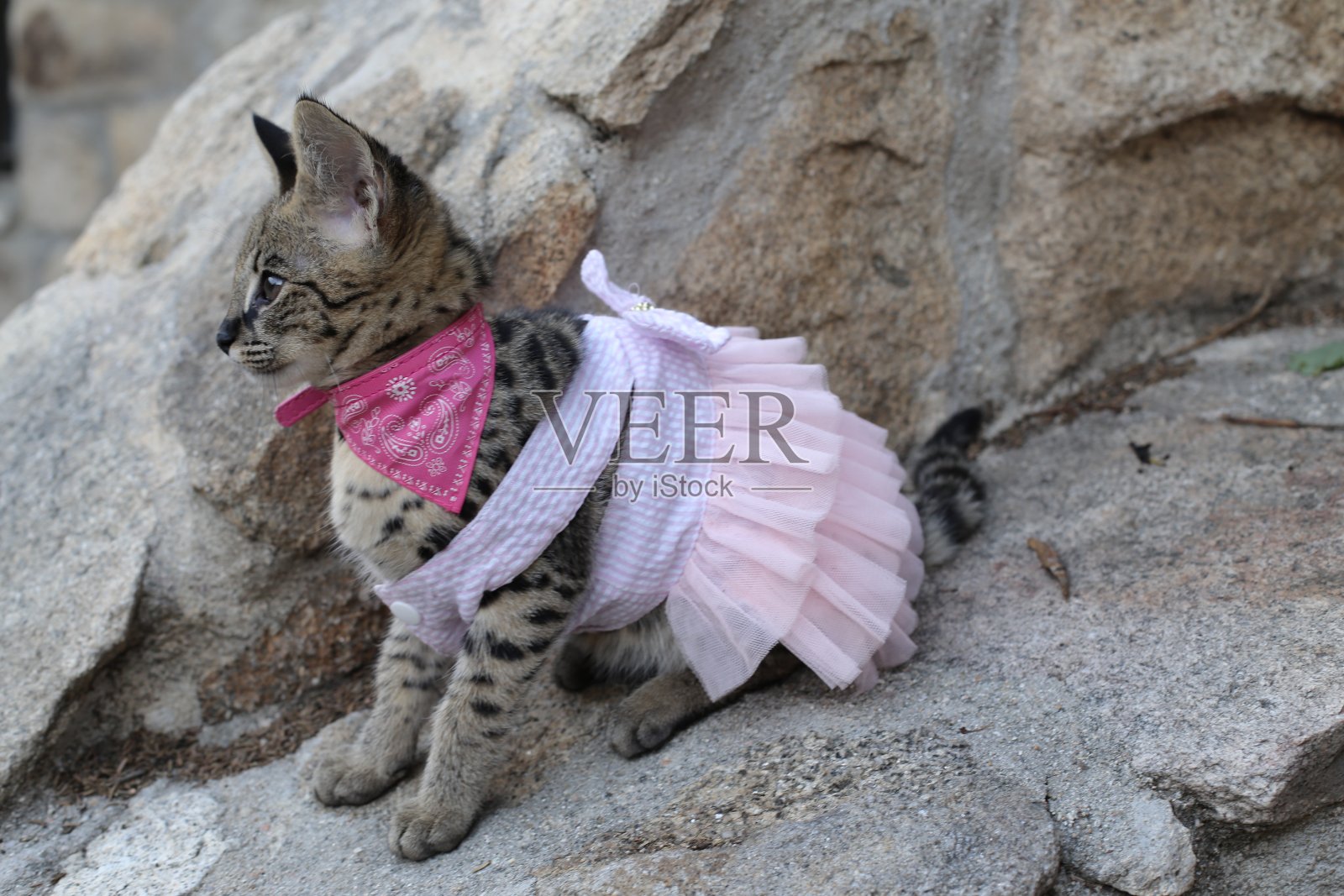 少女萨凡纳猫在粉红色的芭蕾舞裙照片摄影图片