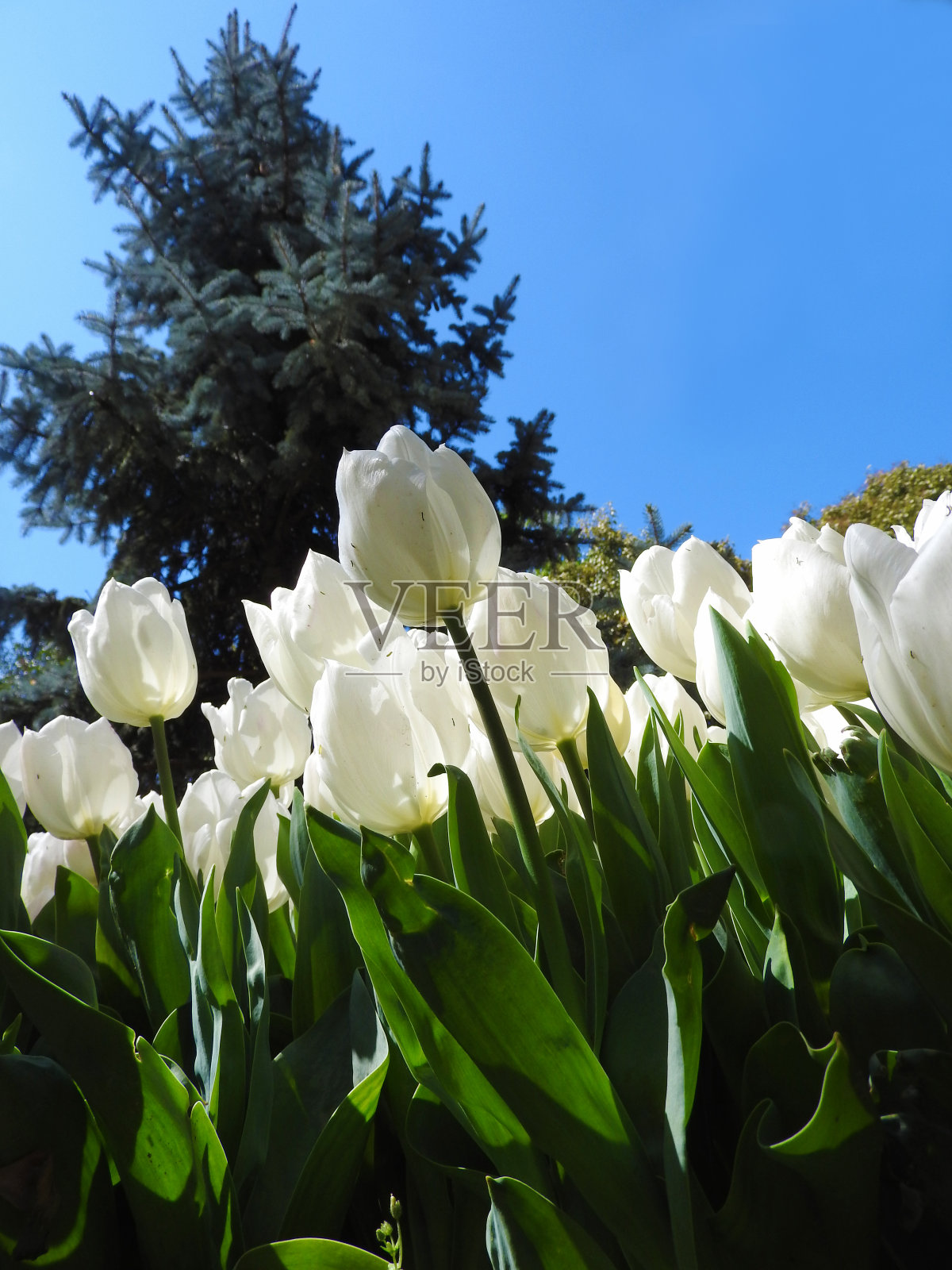 蓝色的天空和白色的郁金香照片摄影图片