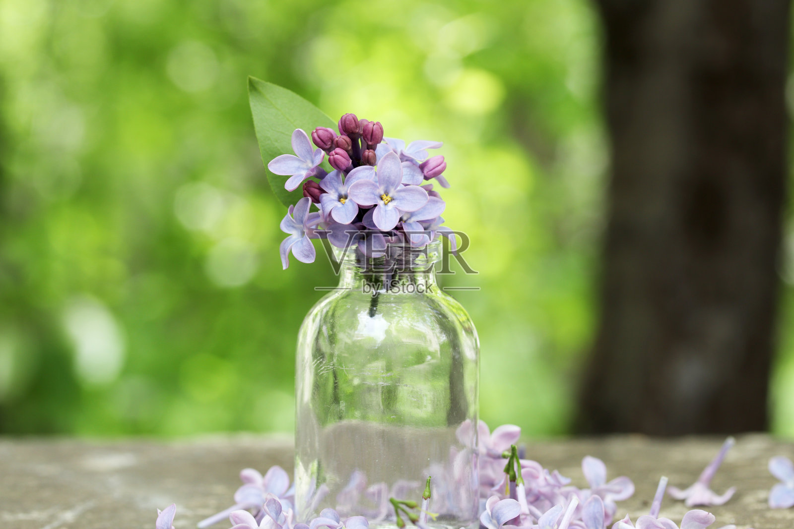 花园里花瓶里的丁香花照片摄影图片