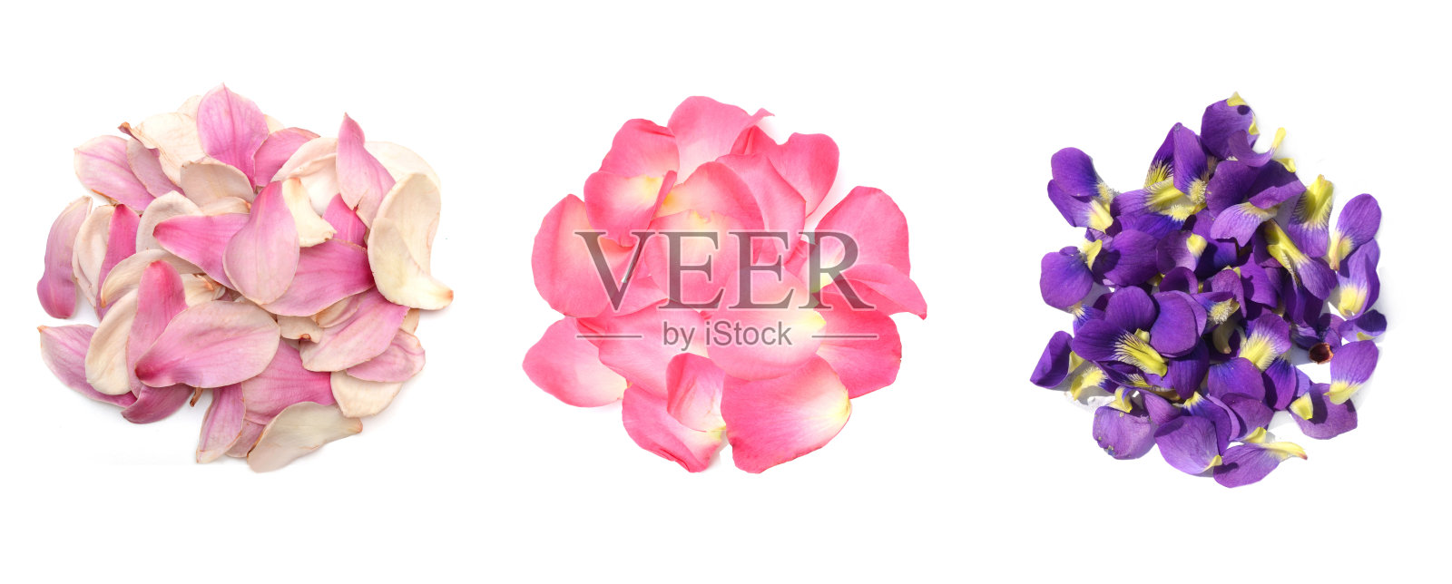 盛开的花瓣收集在白色照片摄影图片