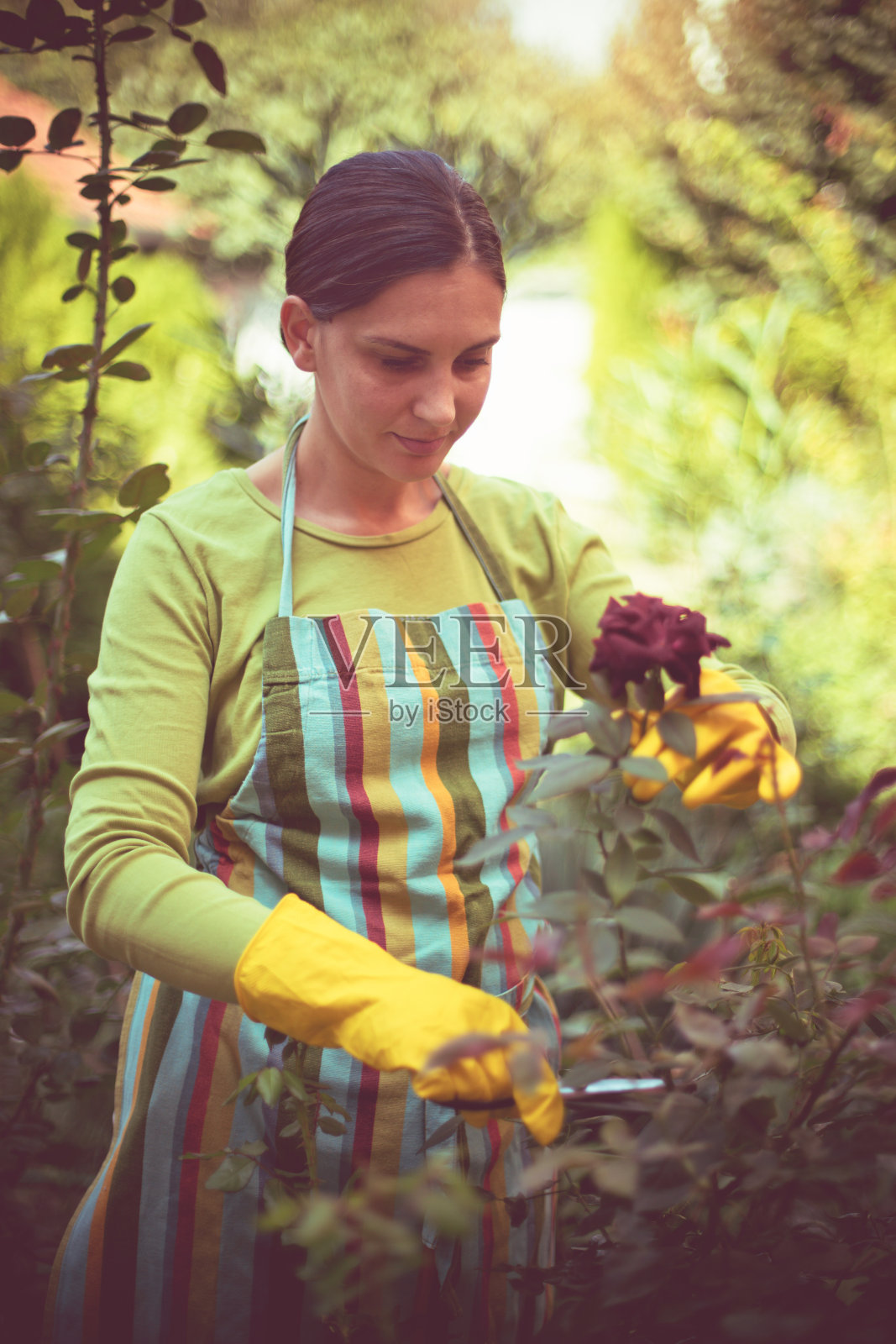 在后院做园艺的女人。照片摄影图片