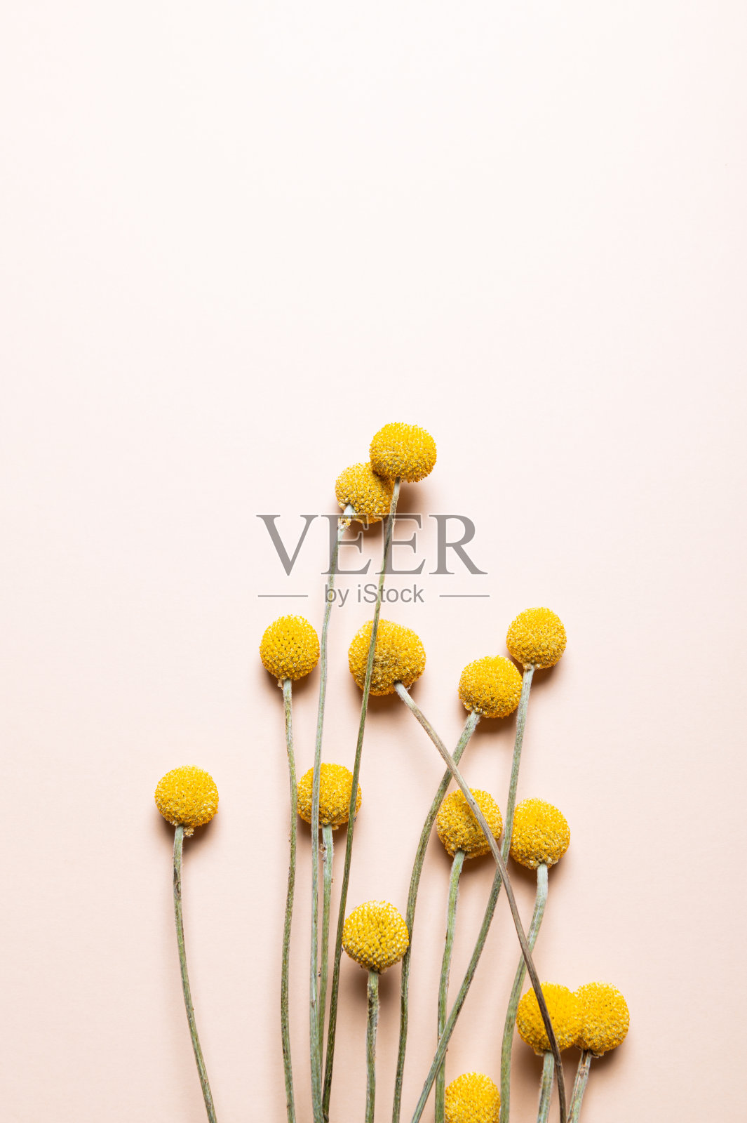 黄豆干花照片摄影图片