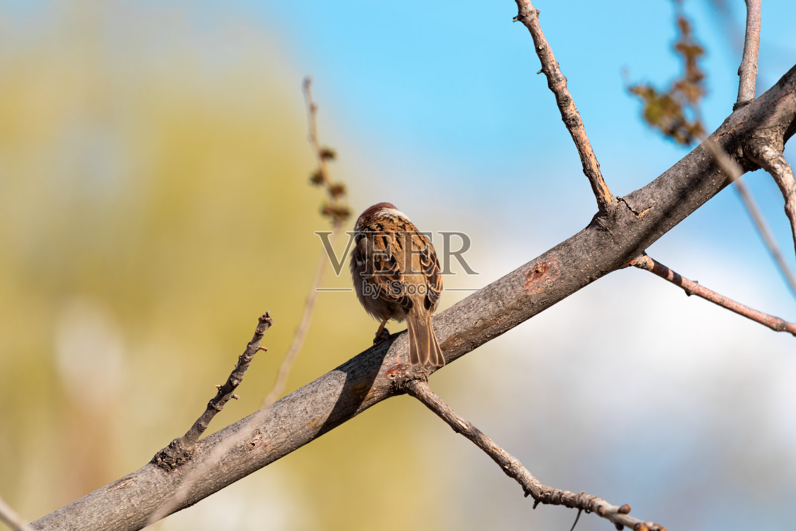 一只看起来像鸟的小麻雀坐在一根光秃秃的树枝上，背对着镜头，在模糊的天空和明亮颜色的树木的背景下，置身于大自然之中。照片摄影图片