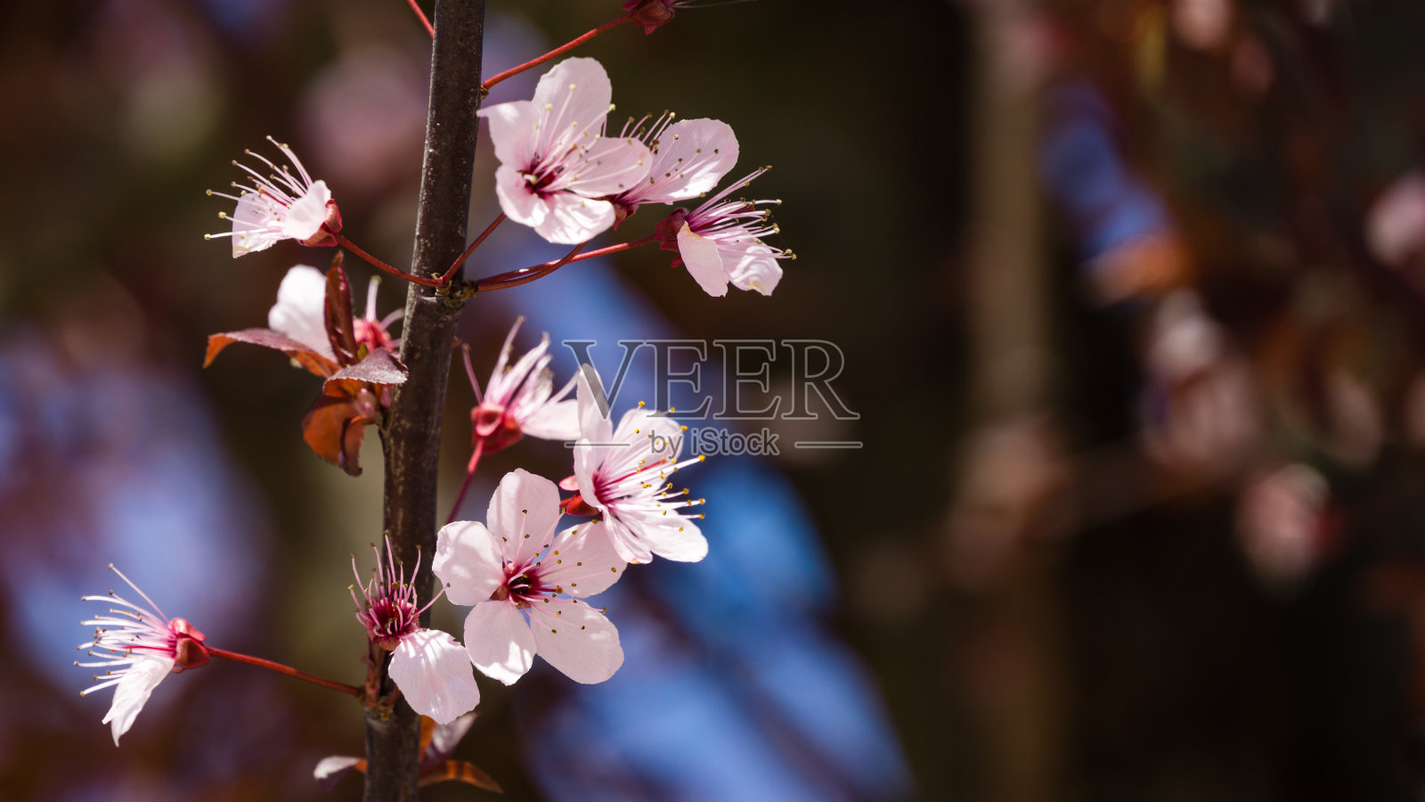 黑樱桃李(Prunus cerasifera 'Nigra')开着粉红色的花，在蓝天的背景下长着紫色的叶子。城市公园克拉斯诺达尔或加利茨基公园在2021年春天照片摄影图片
