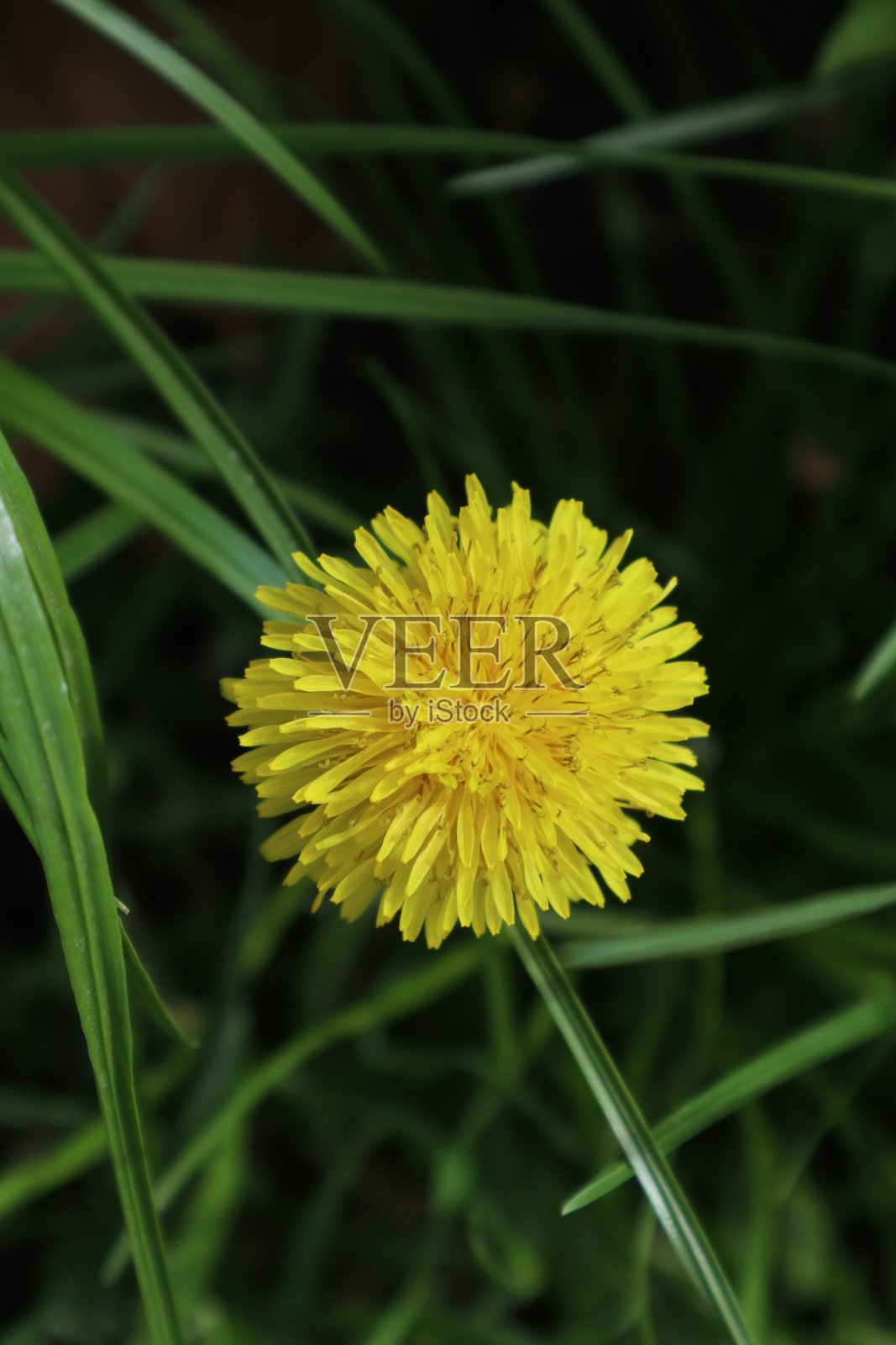 黄色盛开的蒲公英照片摄影图片