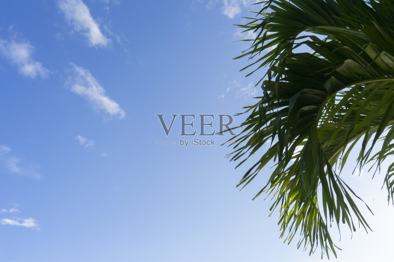 蔚蓝的天空和棕榈叶照片摄影图片