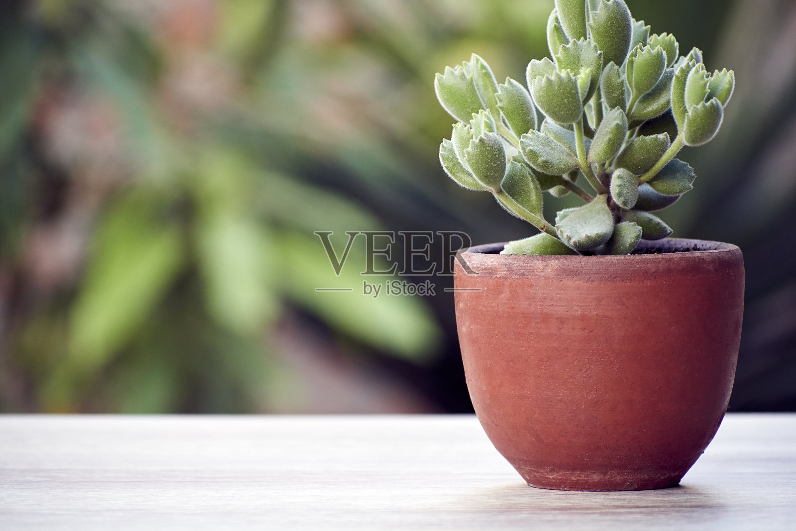 桌子上的绿色花盆和绿色的自然背景照片摄影图片