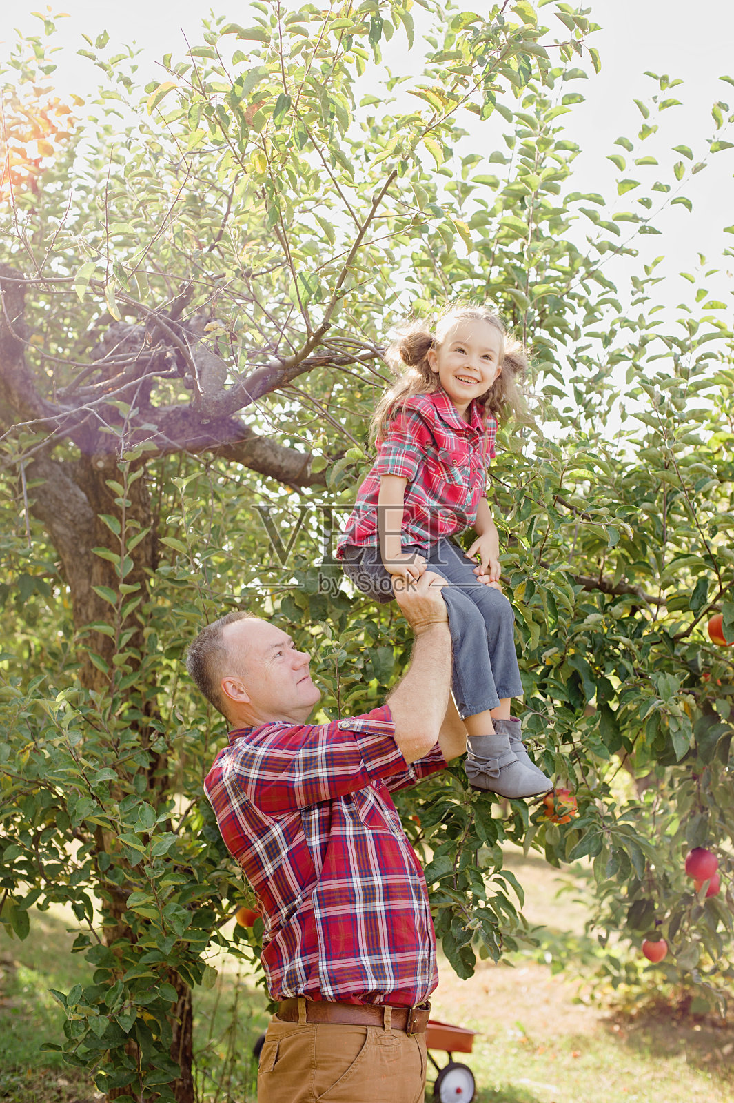 祖父和孙女在苹果园里和苹果在一起。多代家庭在公园享受。照片摄影图片