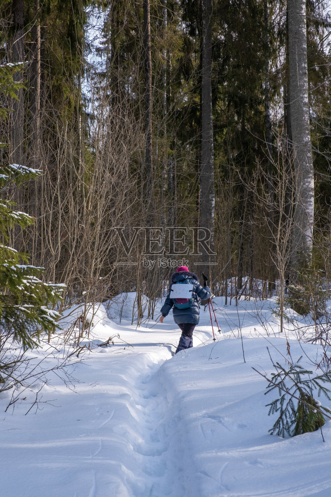 在一个阳光明媚的日子里，一位北欧女性游客在冬天的雪林里逗留。照片摄影图片
