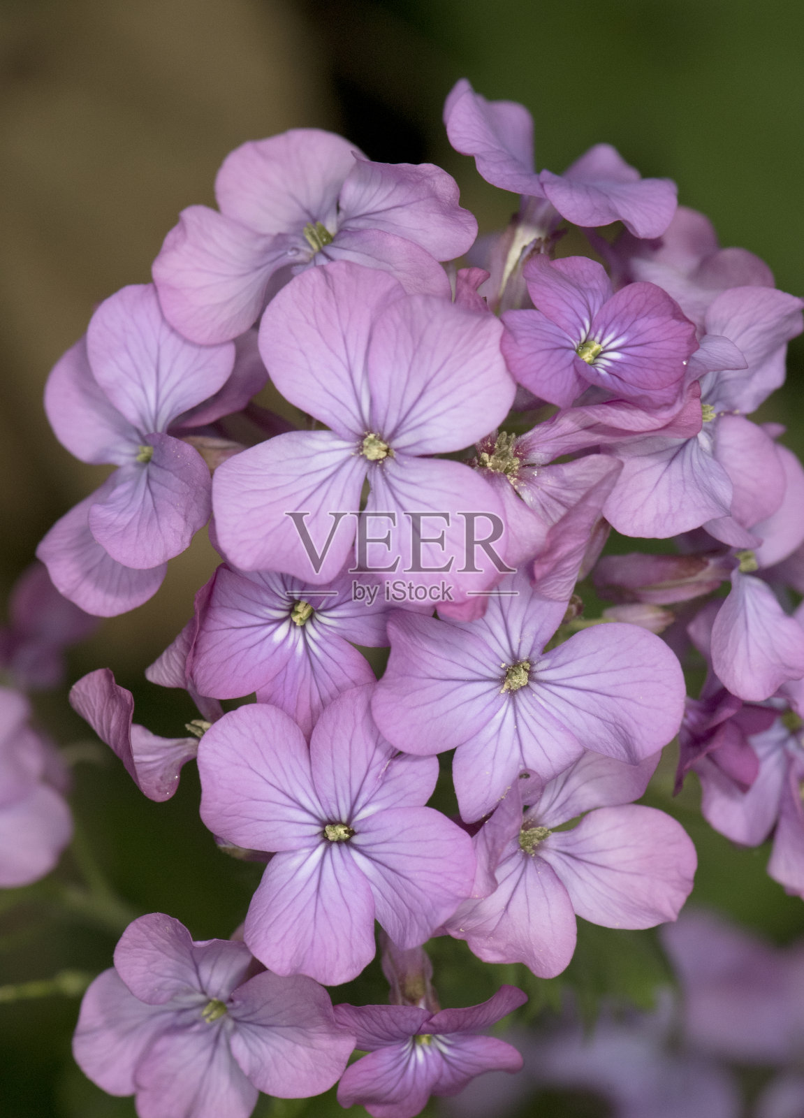 月牙花银元钱植物月牙花十字花科植物有美丽的紫色的种子在一个绿色的硬币一样的荚在模糊的背景照片摄影图片