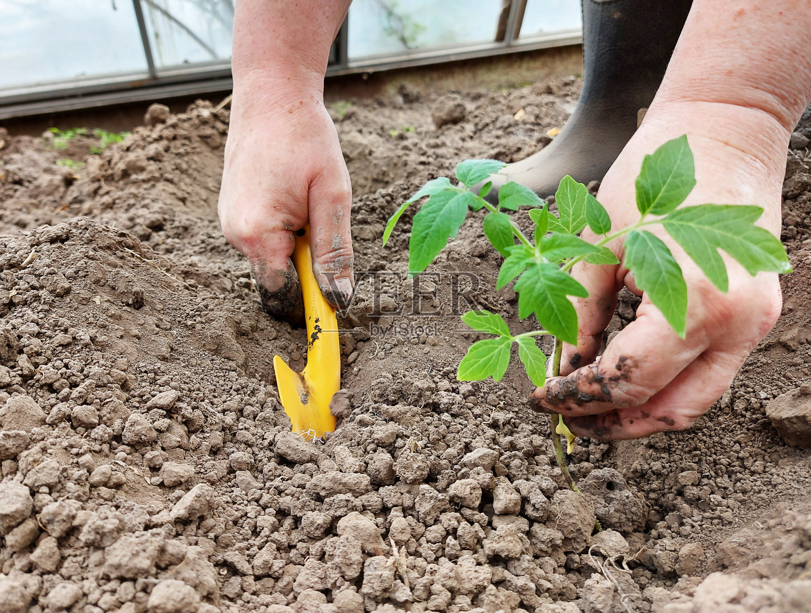 一位妇女在温室里种西红柿苗。园艺。种植蔬菜的过程。照片摄影图片