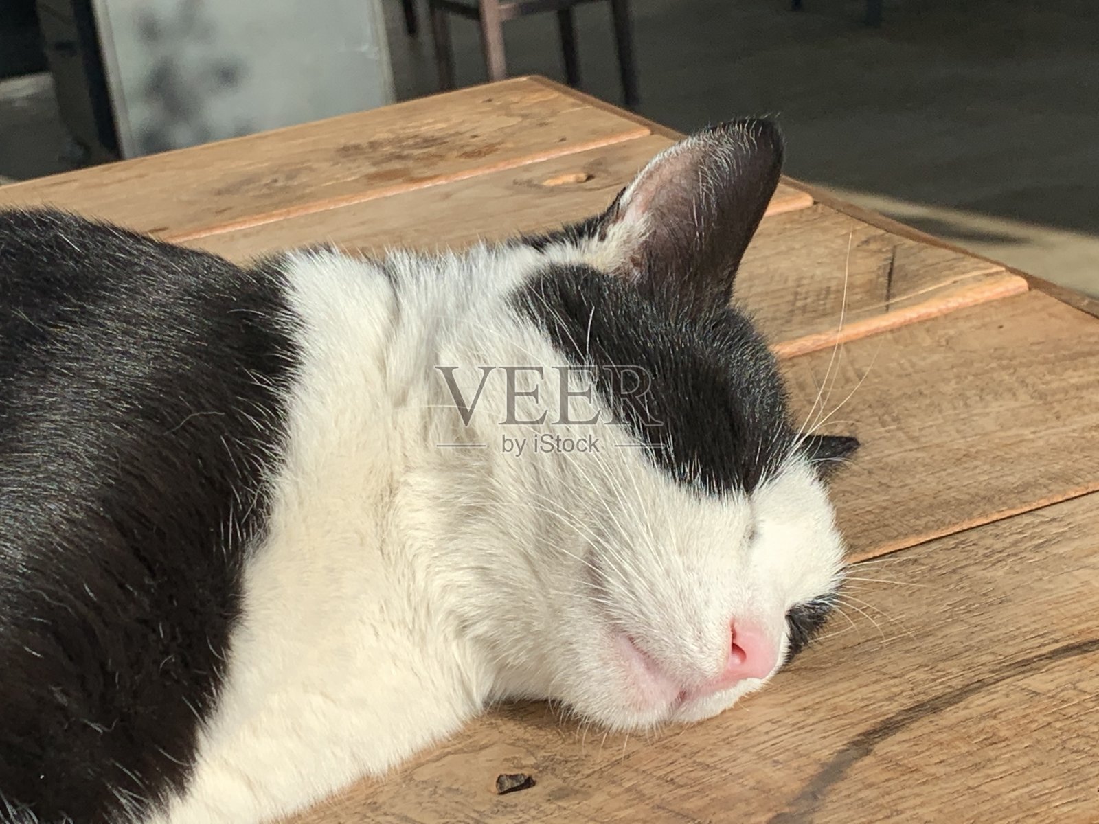 猫照片摄影图片