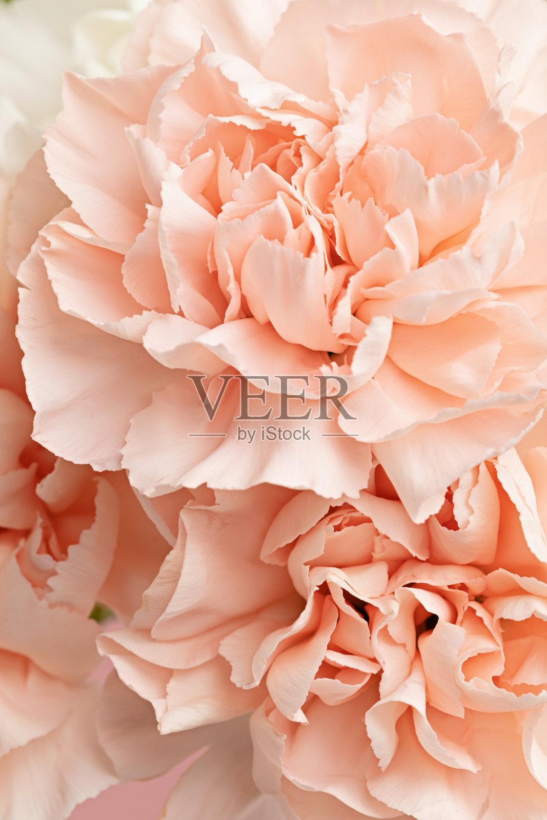 近距康乃馨花瓣的抽象背景。新娘花束，母亲节礼物质地照片摄影图片