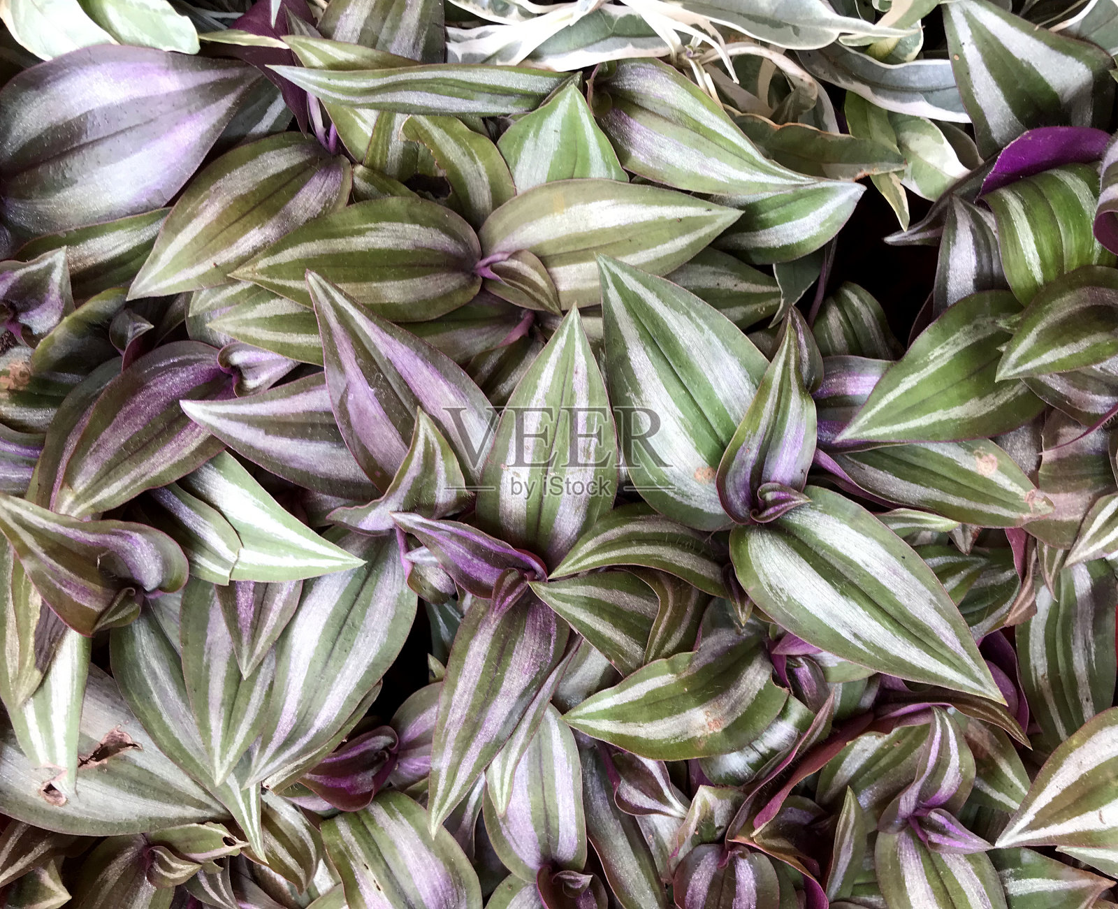 热带自然叶植物为夏季背景照片摄影图片