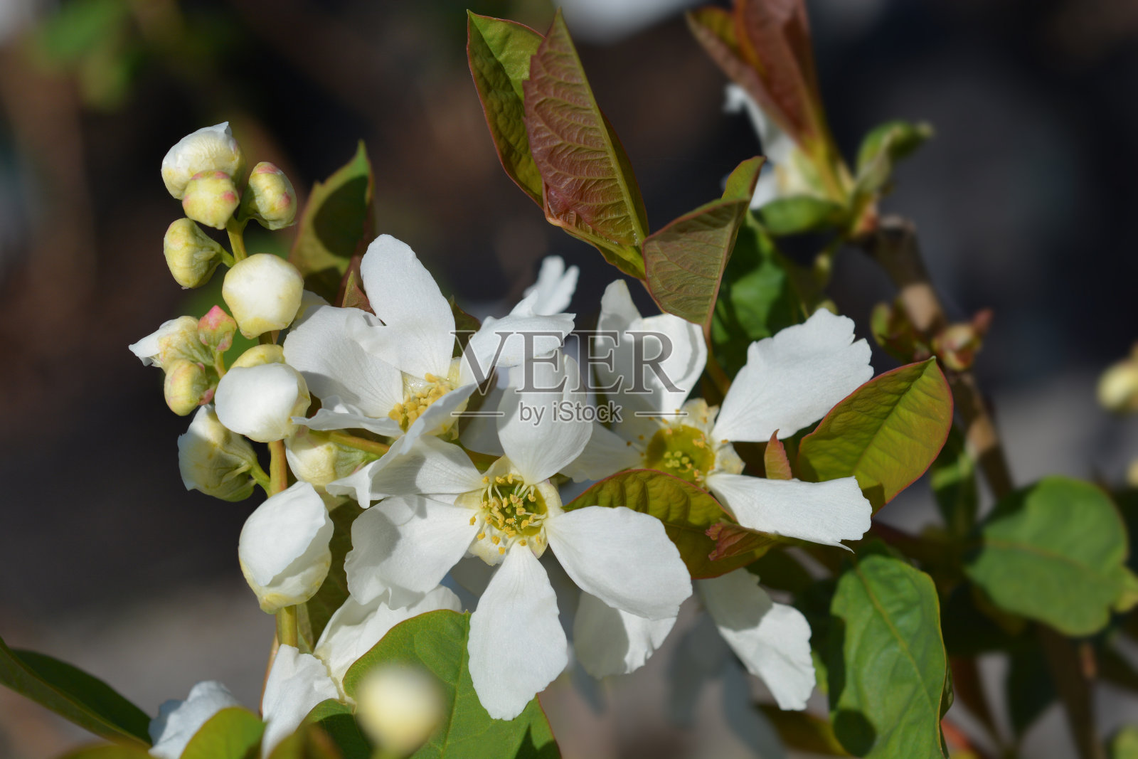 珍珠灌木白雪公主照片摄影图片