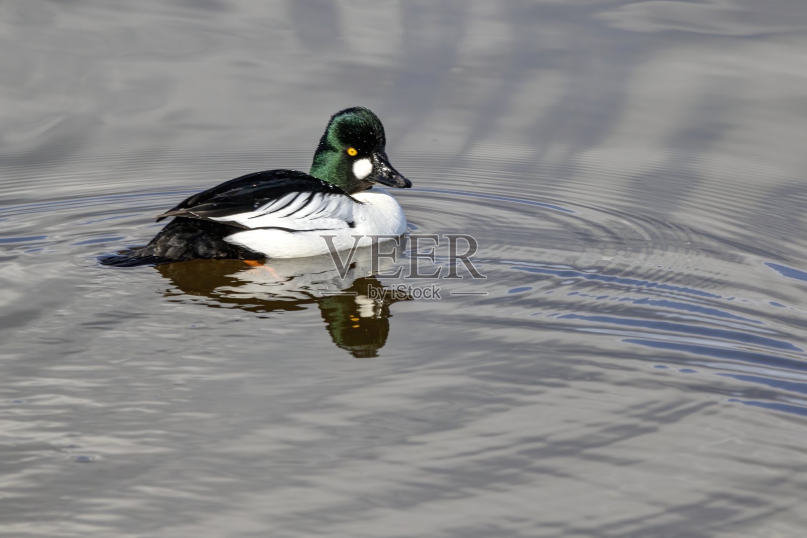 在开阔水域中游泳的普通金眼鸭照片摄影图片