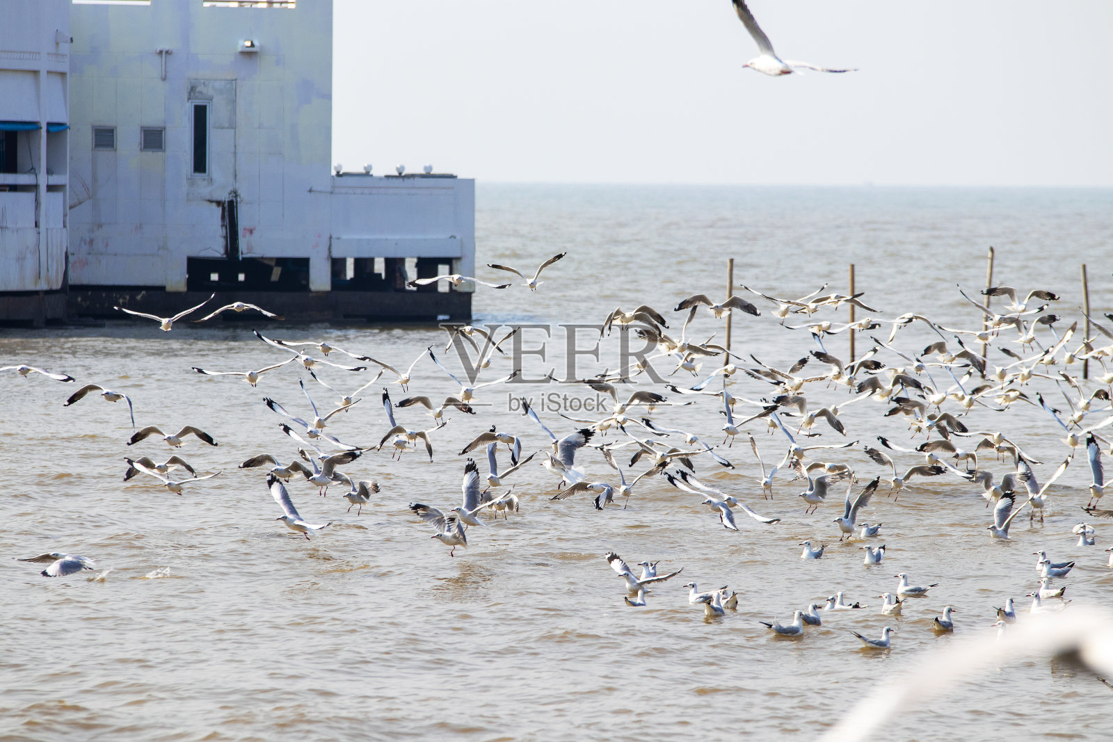 美丽的海景，海鸥和天空在背景。照片摄影图片