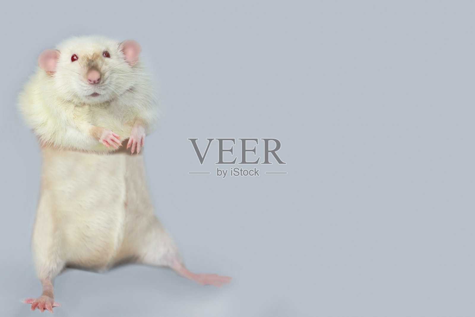 有趣可爱的老鼠看起来惊讶的灰色背景照片摄影图片