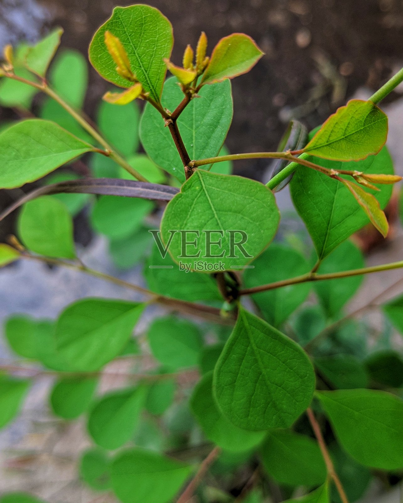 大而美丽的雨滴透明的雨水在绿色的叶子上宏。清晨的露珠在阳光下熠熠生辉。大自然中美丽的叶子纹理。自然背景照片摄影图片