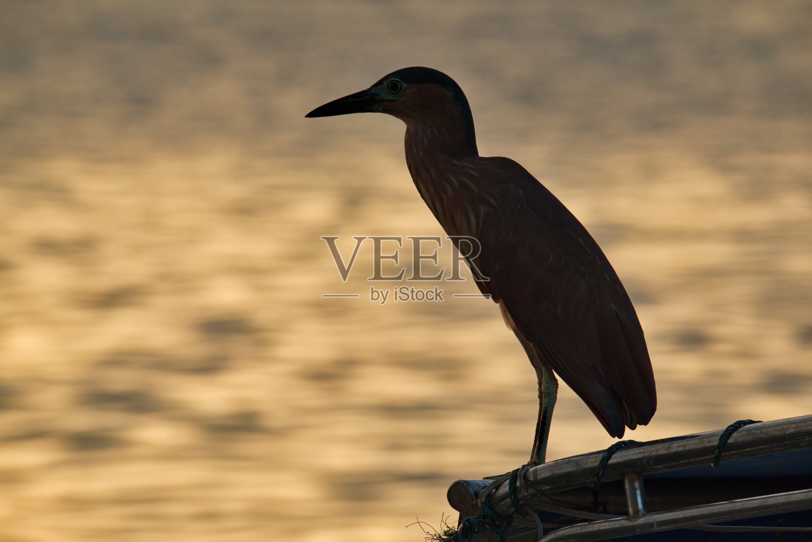 等待丢失的鱼照片摄影图片