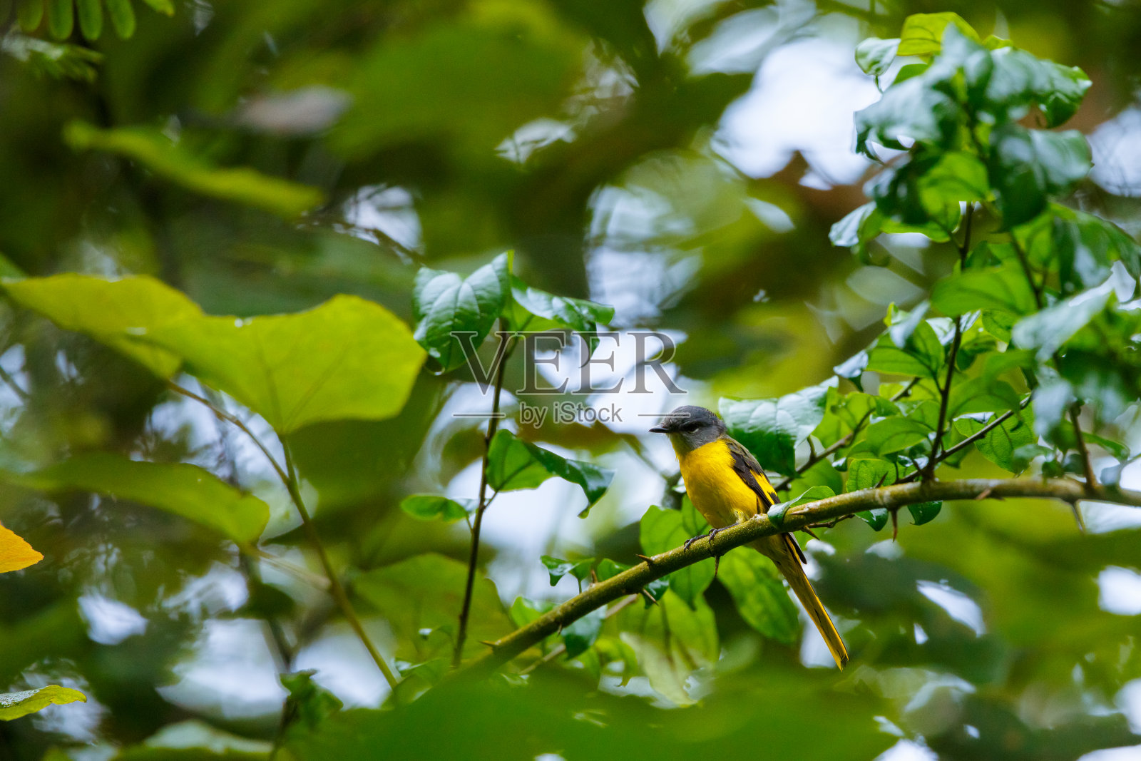 美丽的鸟，灰色下巴Minivet (Pericrocotus solaris)在泰国的自然。照片摄影图片