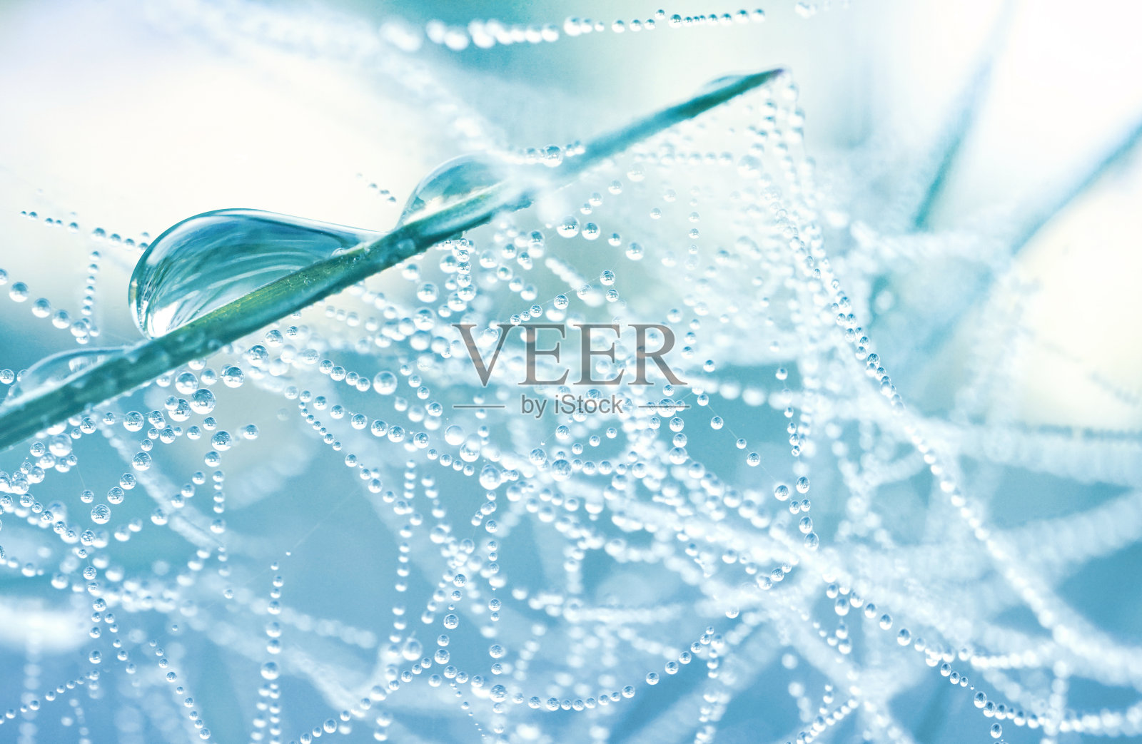 自然界中蜘蛛网上的露珠特写。照片摄影图片