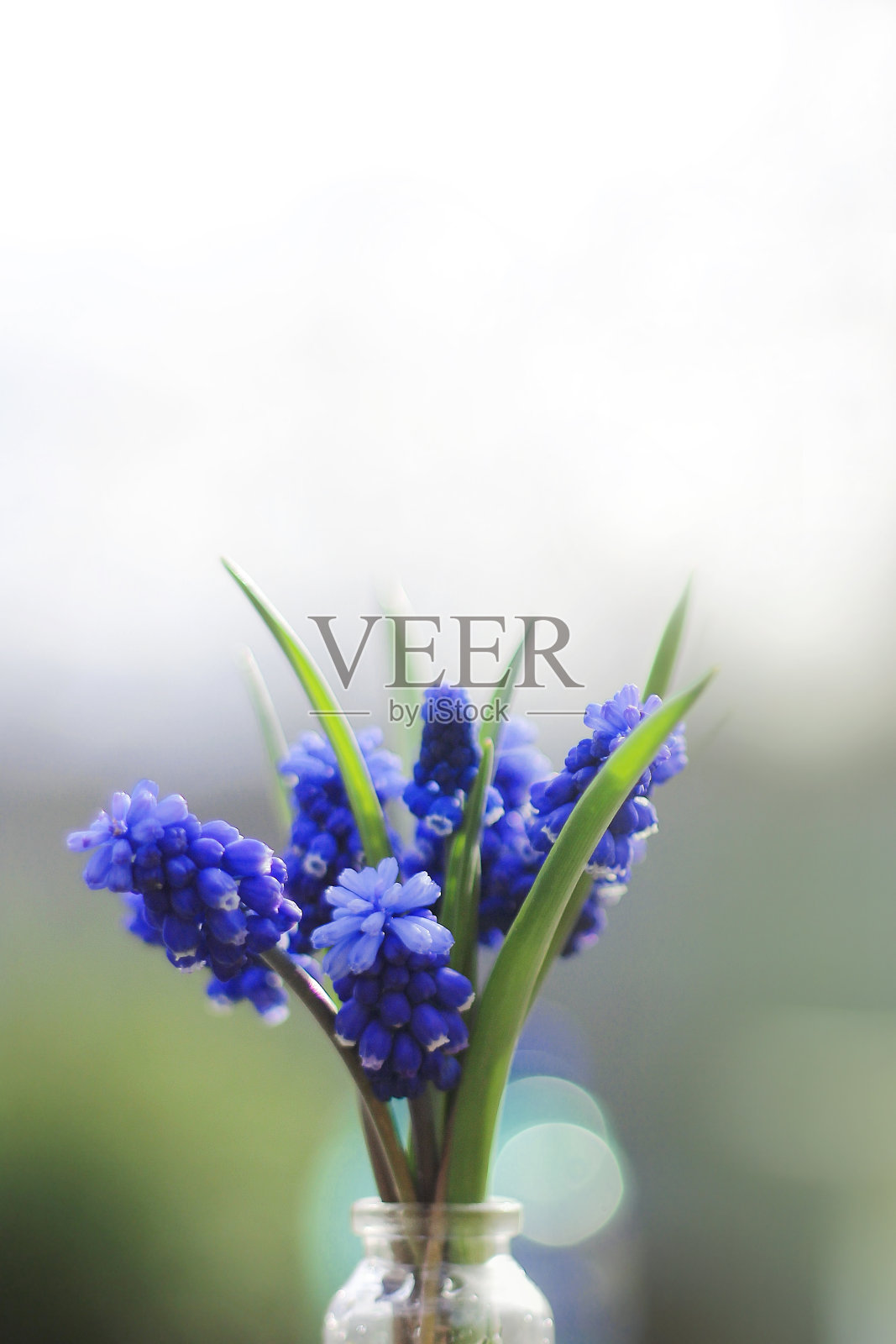 一小束亮蓝色的麝香草。春天的心情。春天的第一朵花照片摄影图片