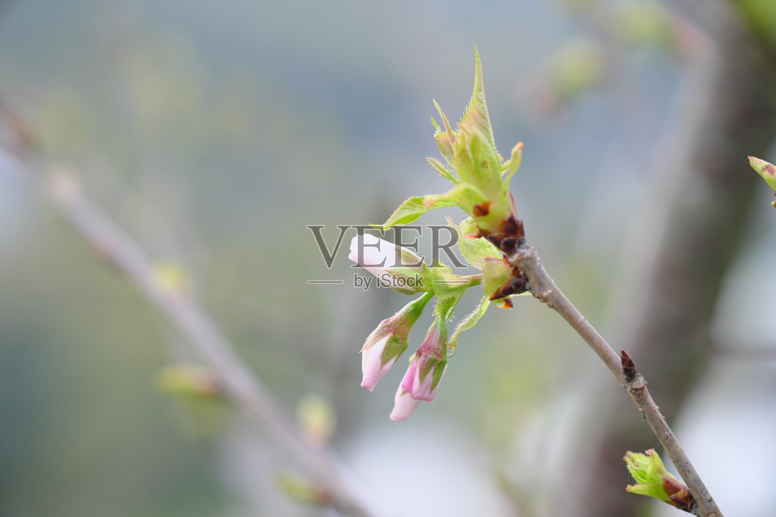 可爱的花蕾吉野樱桃树等待春天照片摄影图片