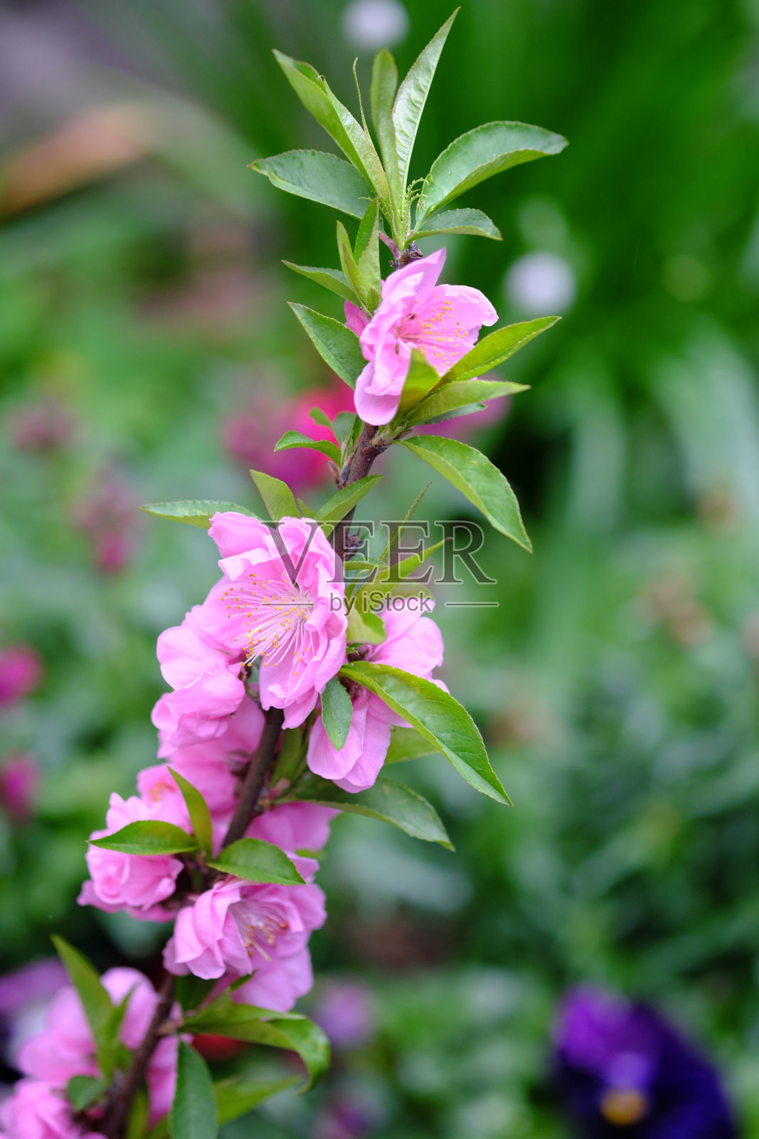 美丽的桃花在枝头绽放照片摄影图片