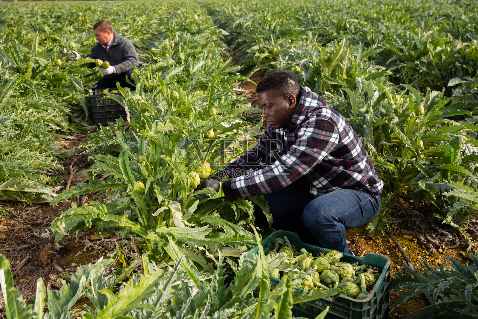 园丁们正在花园里收割洋蓟照片摄影图片