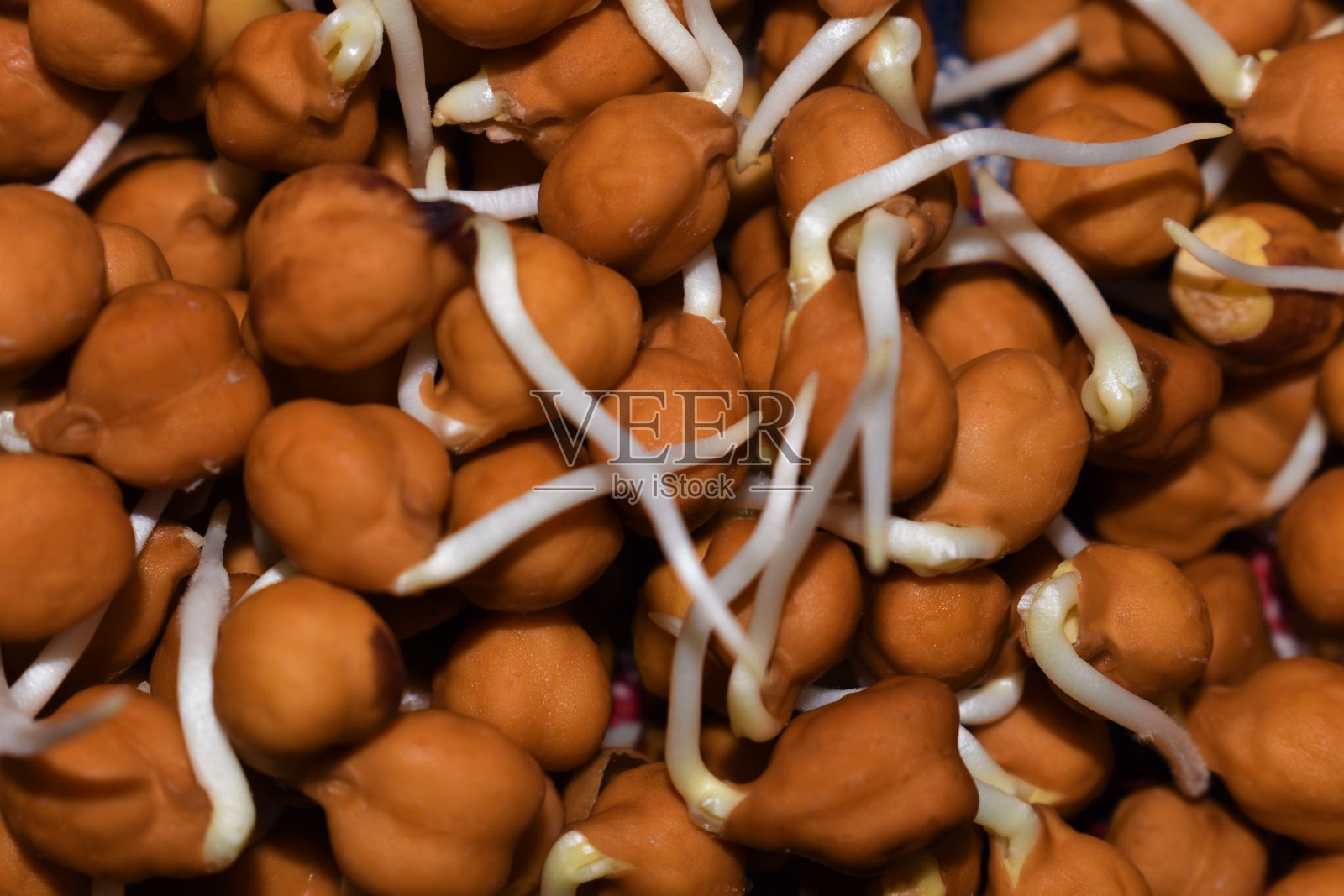 发芽的鹰嘴豆用于沙拉，汤或烹饪特写照片摄影图片