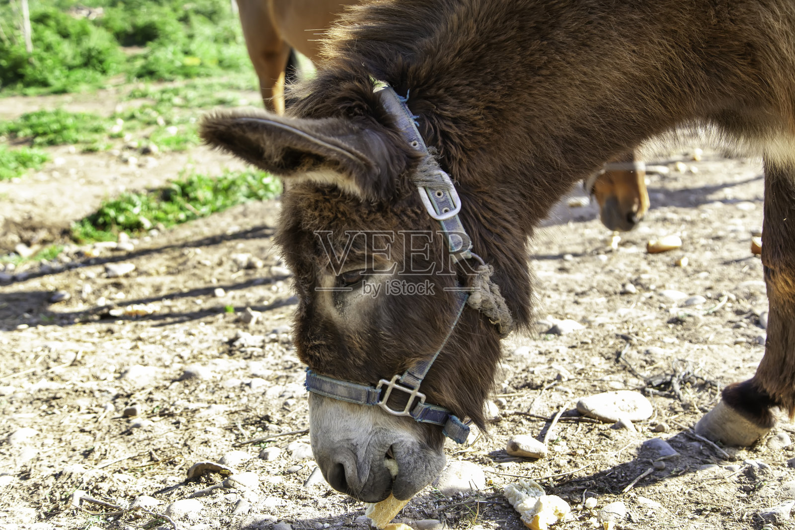 驴在稳定照片摄影图片