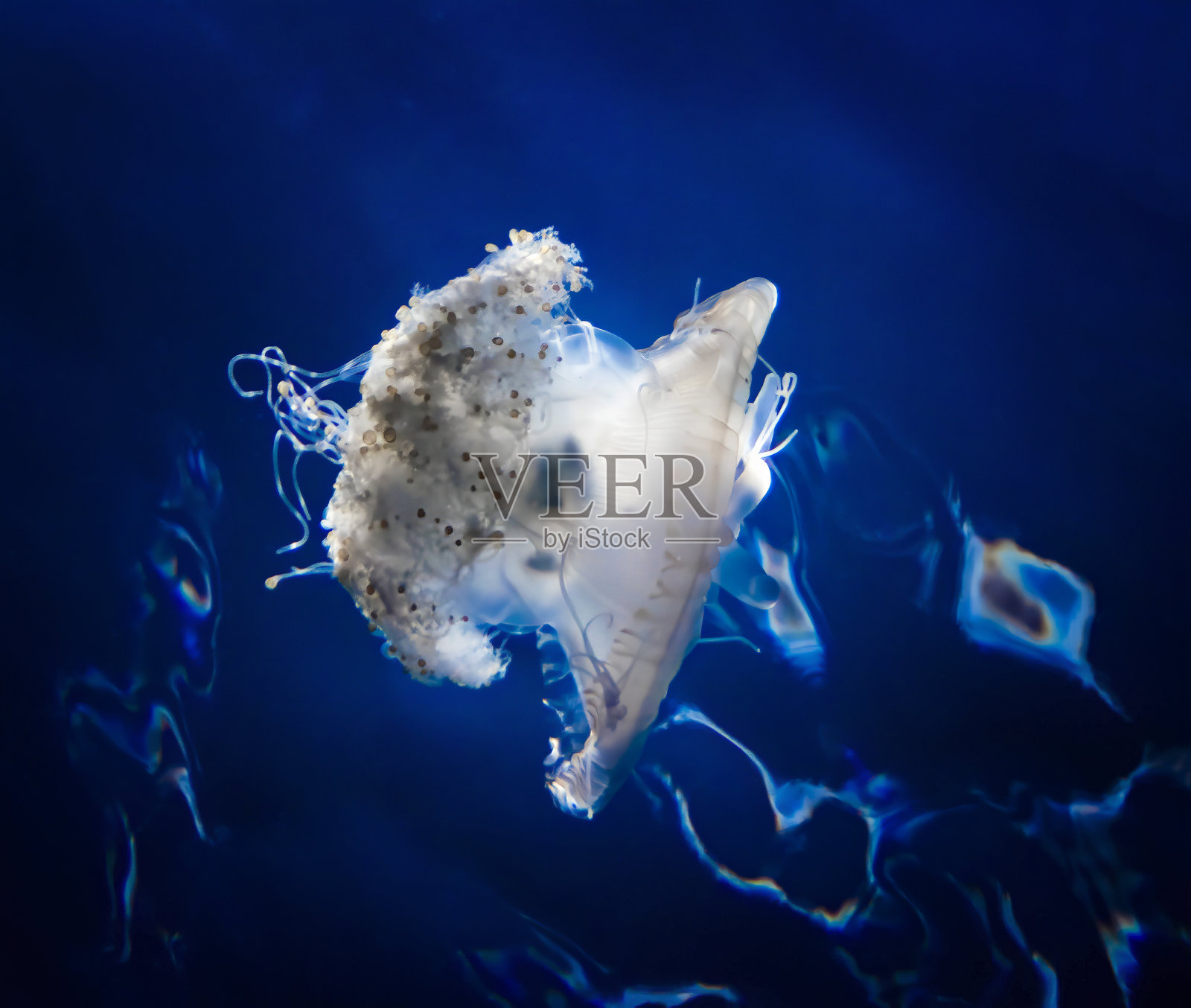 深海中冠水母的特写镜头照片摄影图片