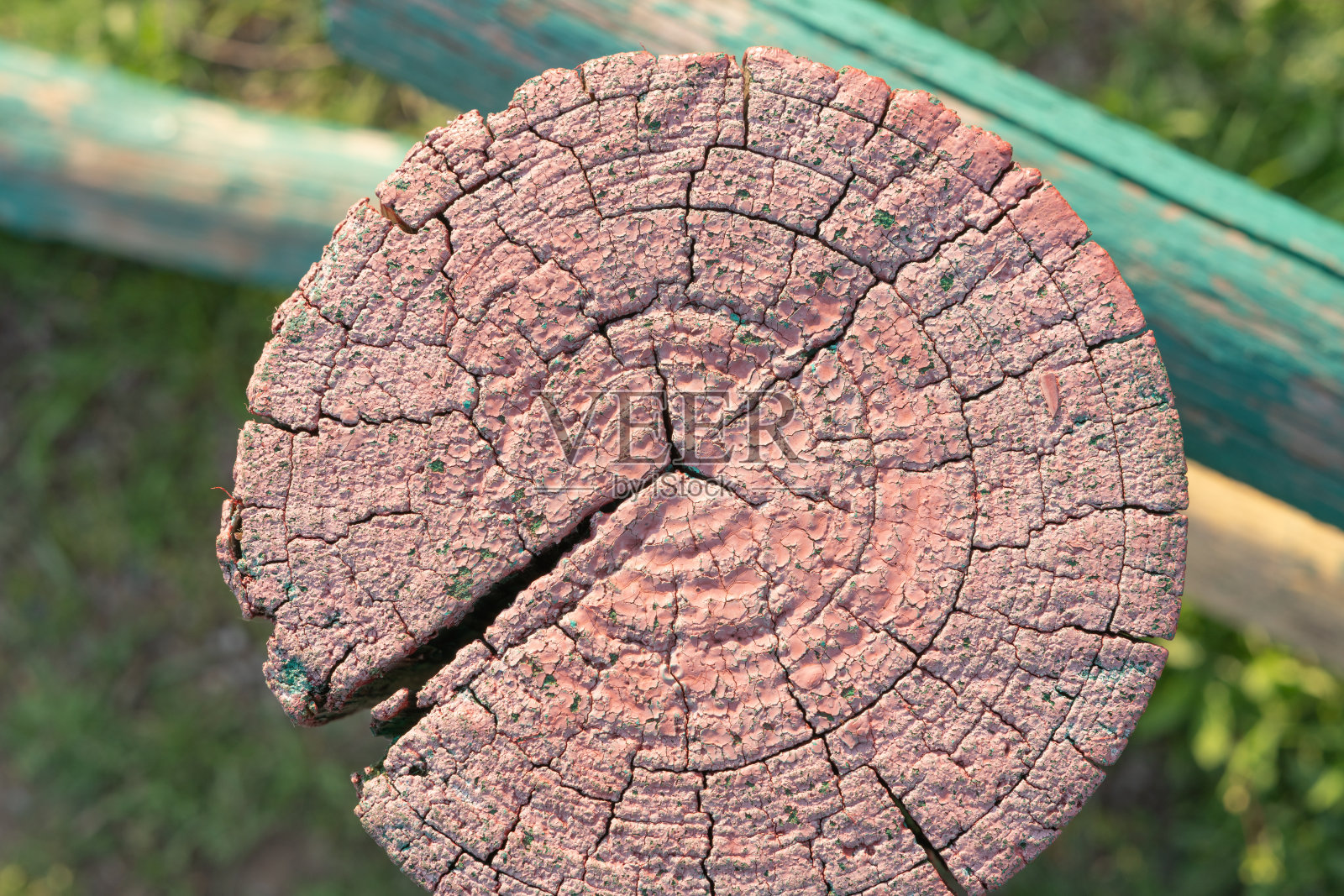 树的横截面。木栅栏桩的末端是粉红色的。照片摄影图片