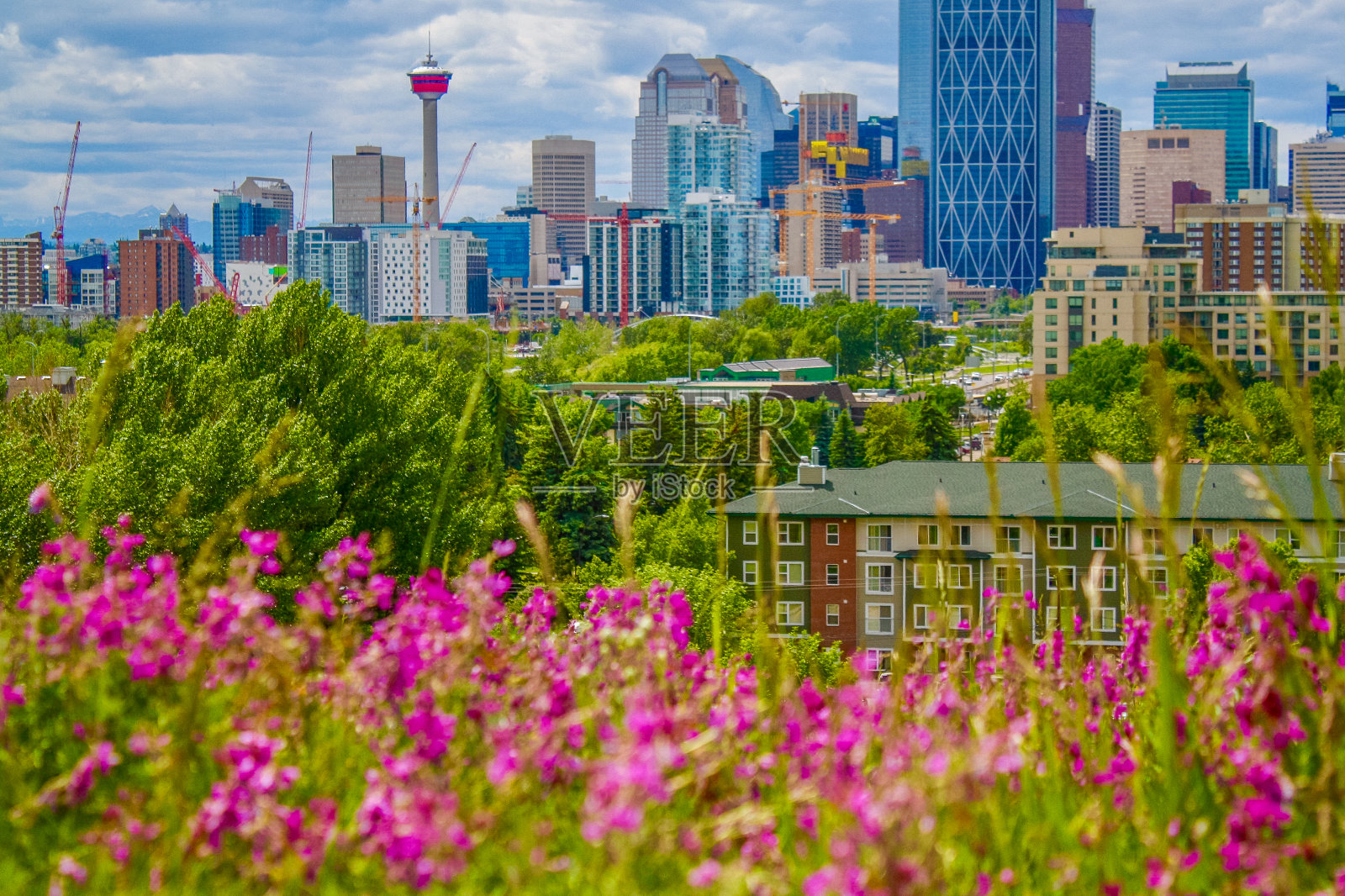 城市的春天景色照片摄影图片