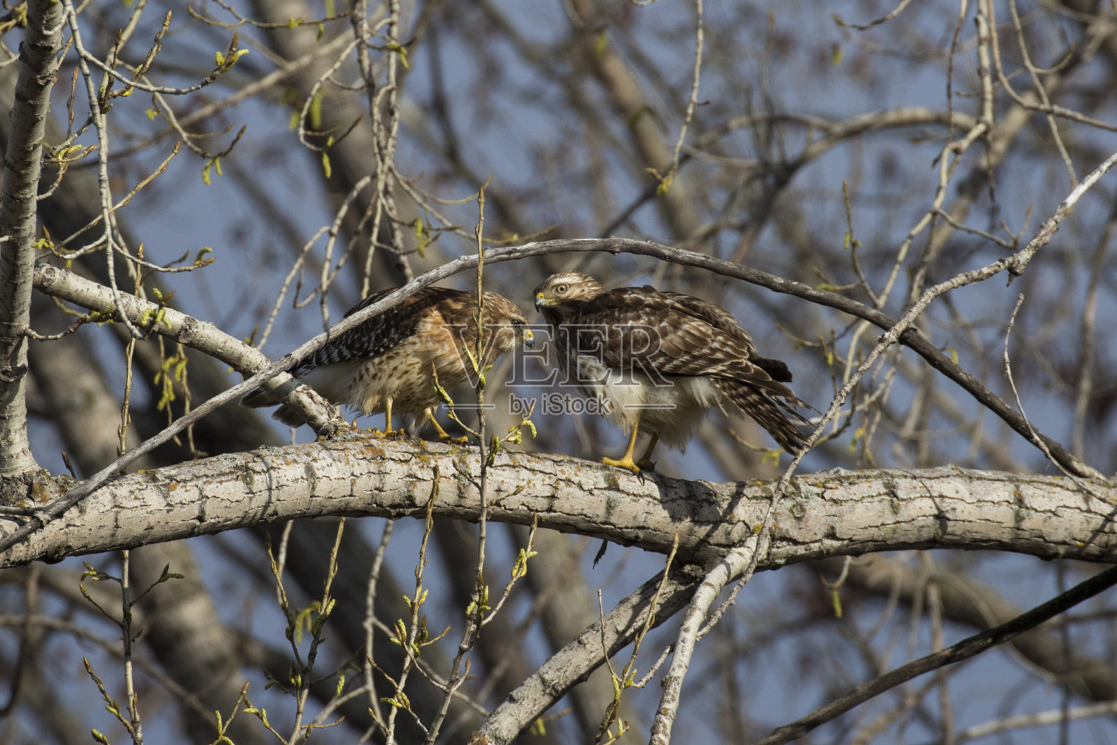 红肩鹰与猎物牛蛙照片摄影图片