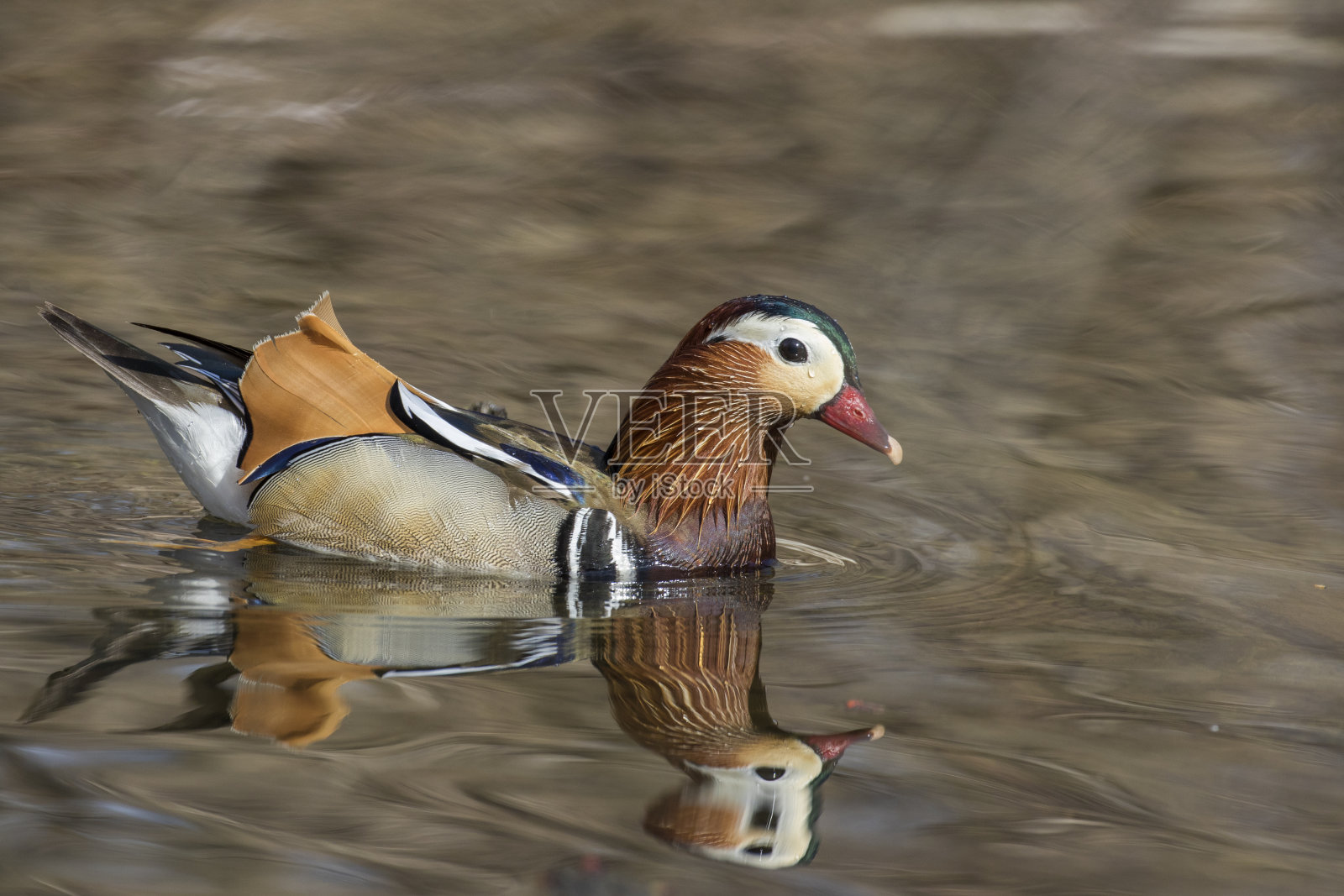 鸳鸯照片摄影图片