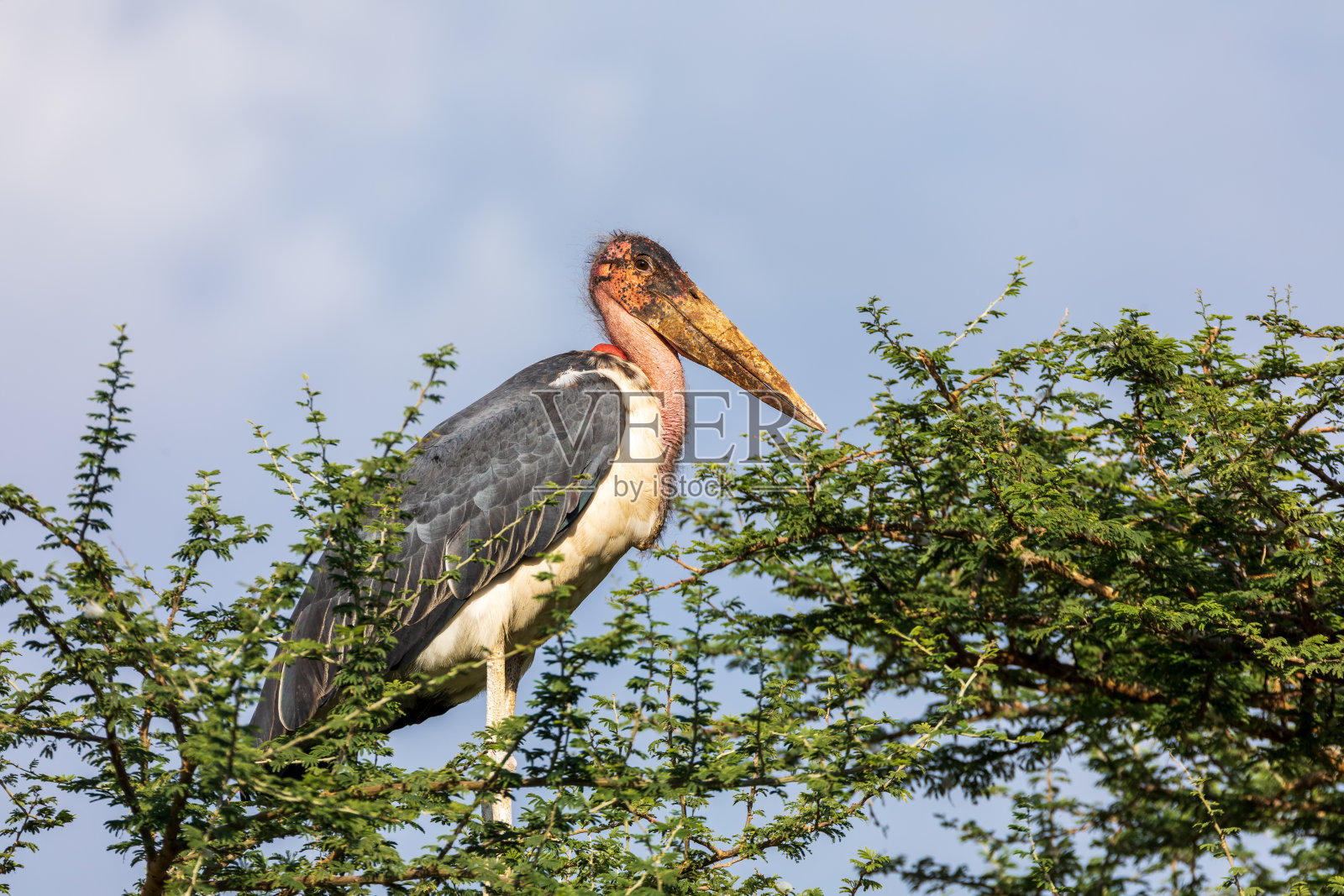 巢中的鹳埃塞俄比亚非洲野生动物照片摄影图片