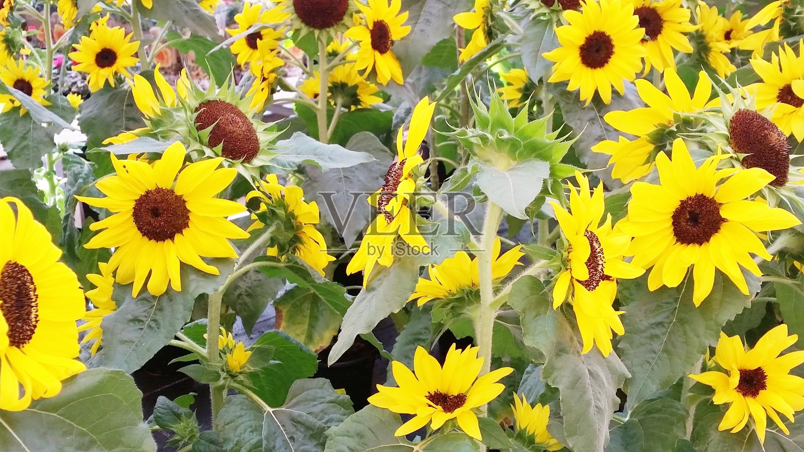 向日葵的背景照片摄影图片