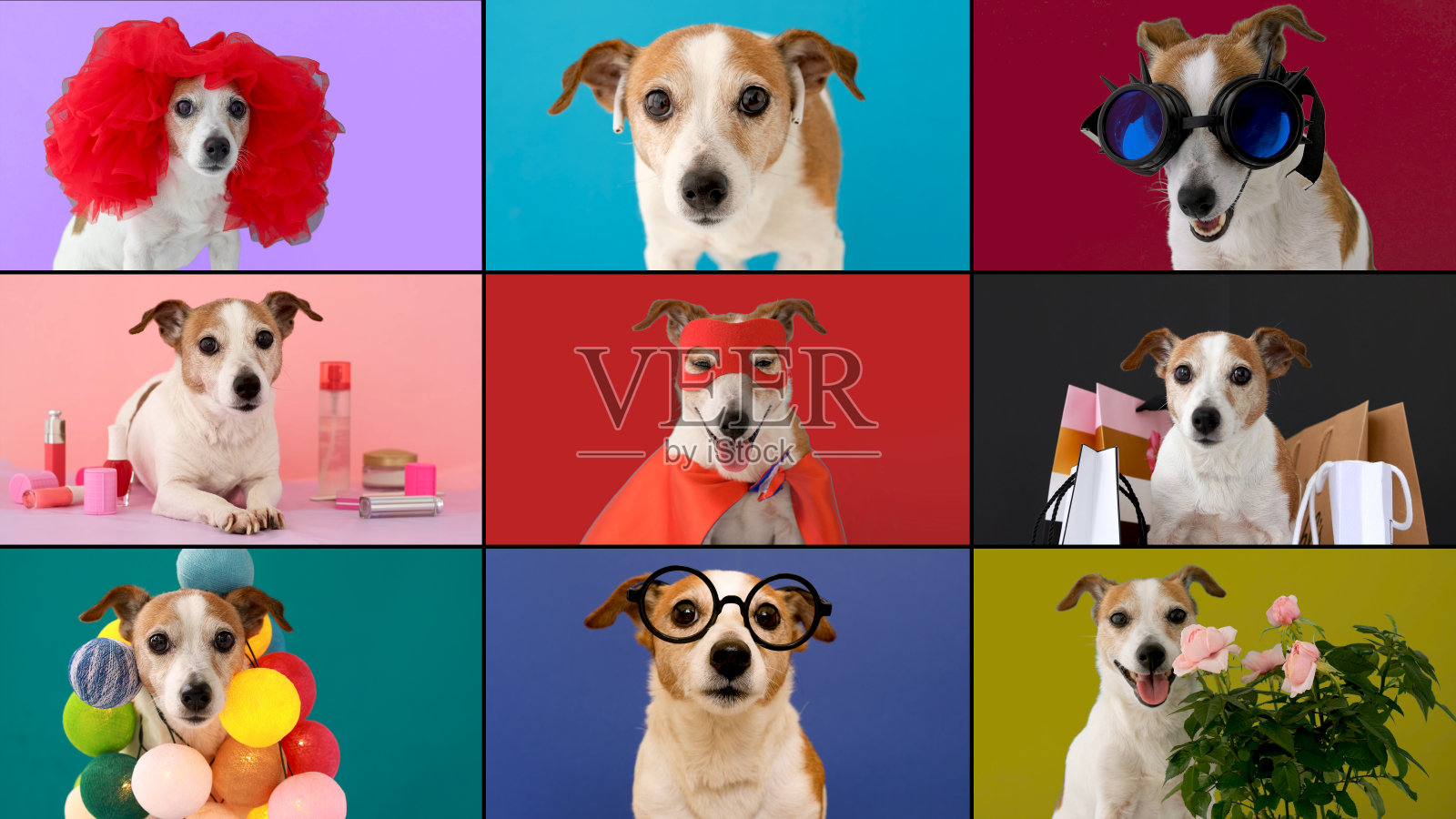 宠物搞笑复制在线群聊会议照片摄影图片