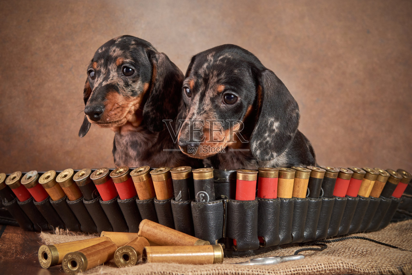 两只可爱的大理石色的小腊肠小狗坐在带和子弹。照片摄影图片