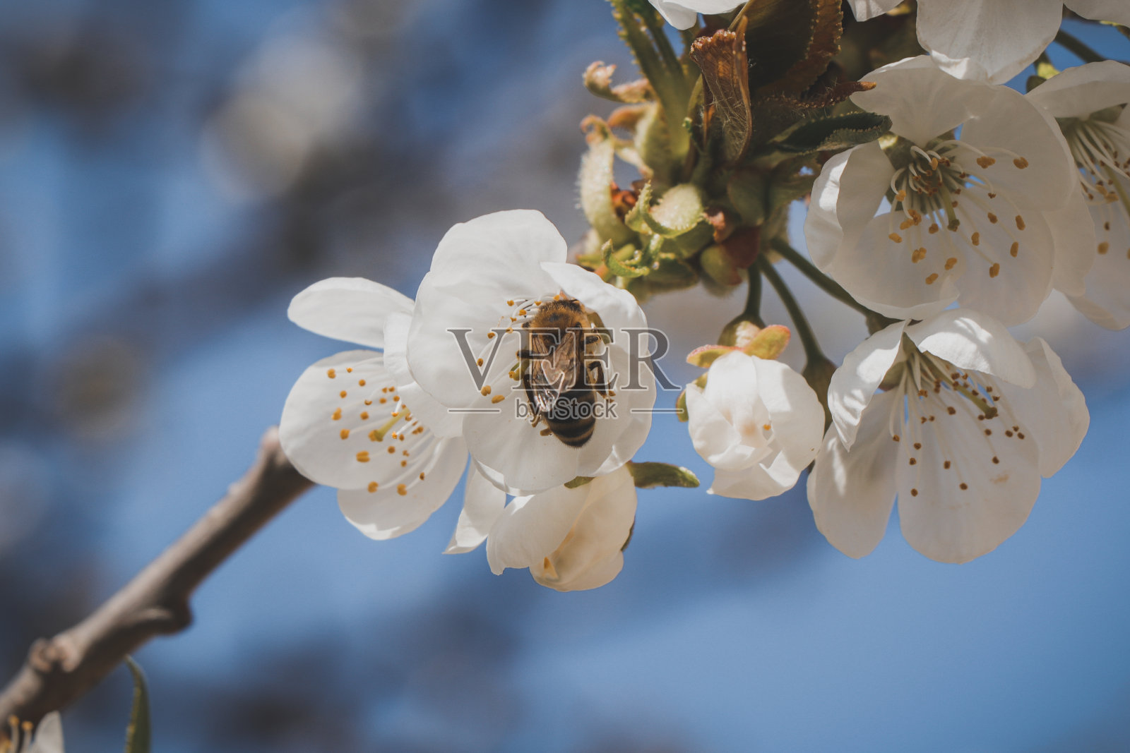 欧洲的春工蜜蜂用她的身体为樱花授粉，以获得她需要的花蜜为她的蜂王在蜂巢继续她的社区照片摄影图片
