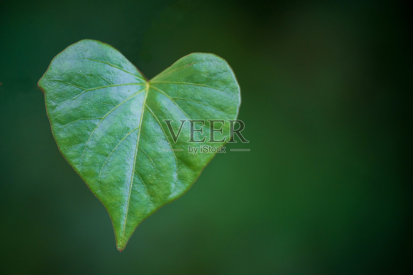 靠近壁炉符号形状的树叶背景照片摄影图片
