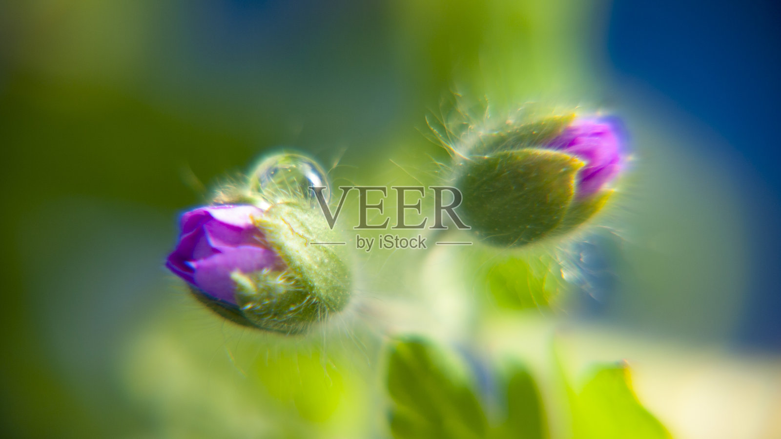 带露珠的野生紫红色花蕾照片摄影图片