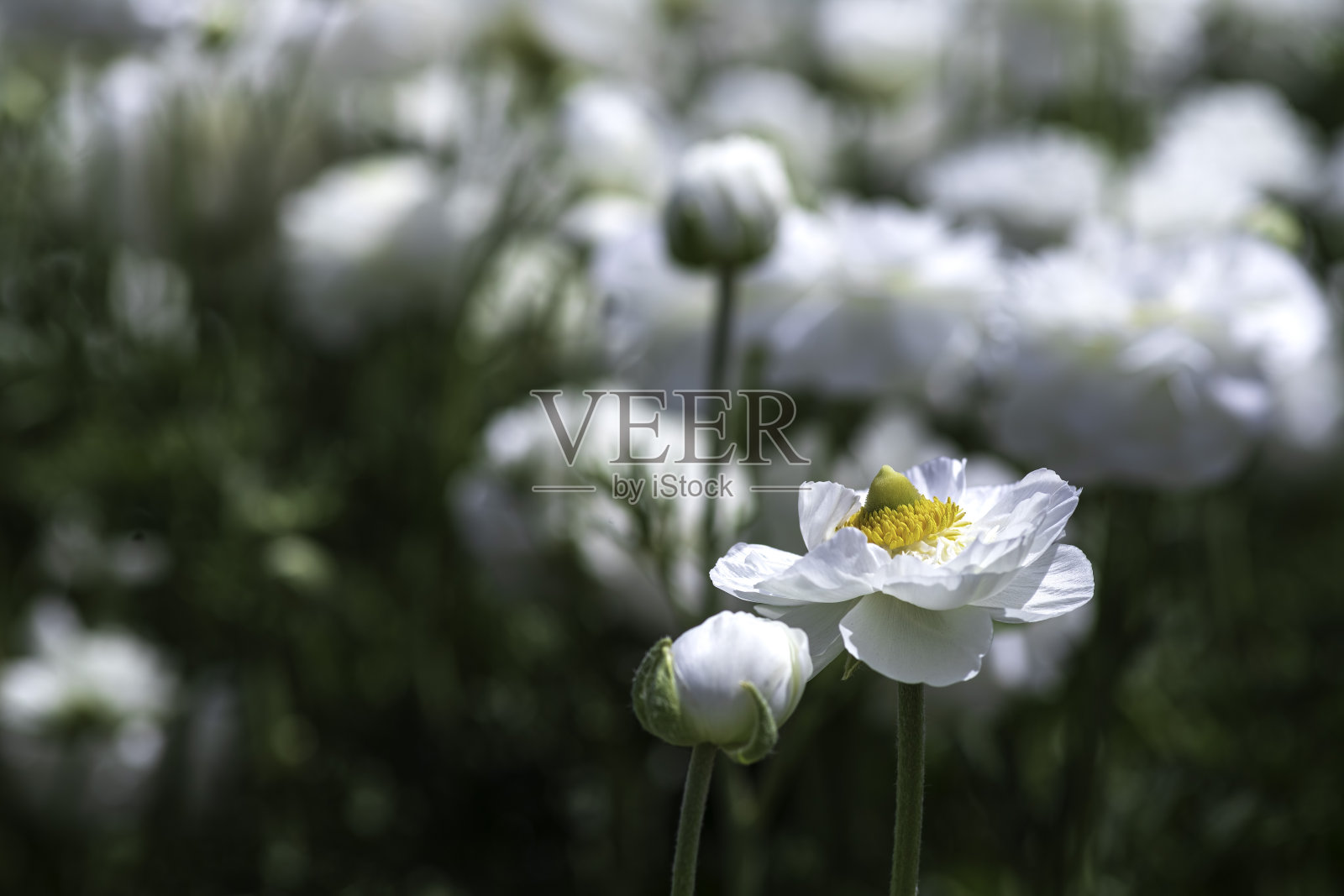 白色栽培花园毛茛花特写，模糊背景照片摄影图片