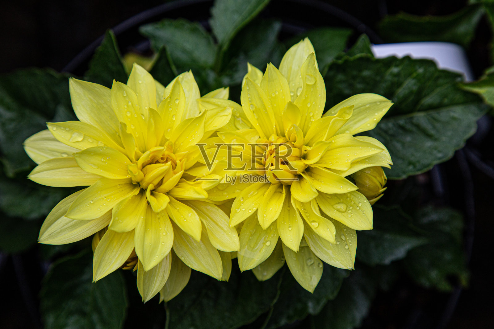 颜色的花照片摄影图片